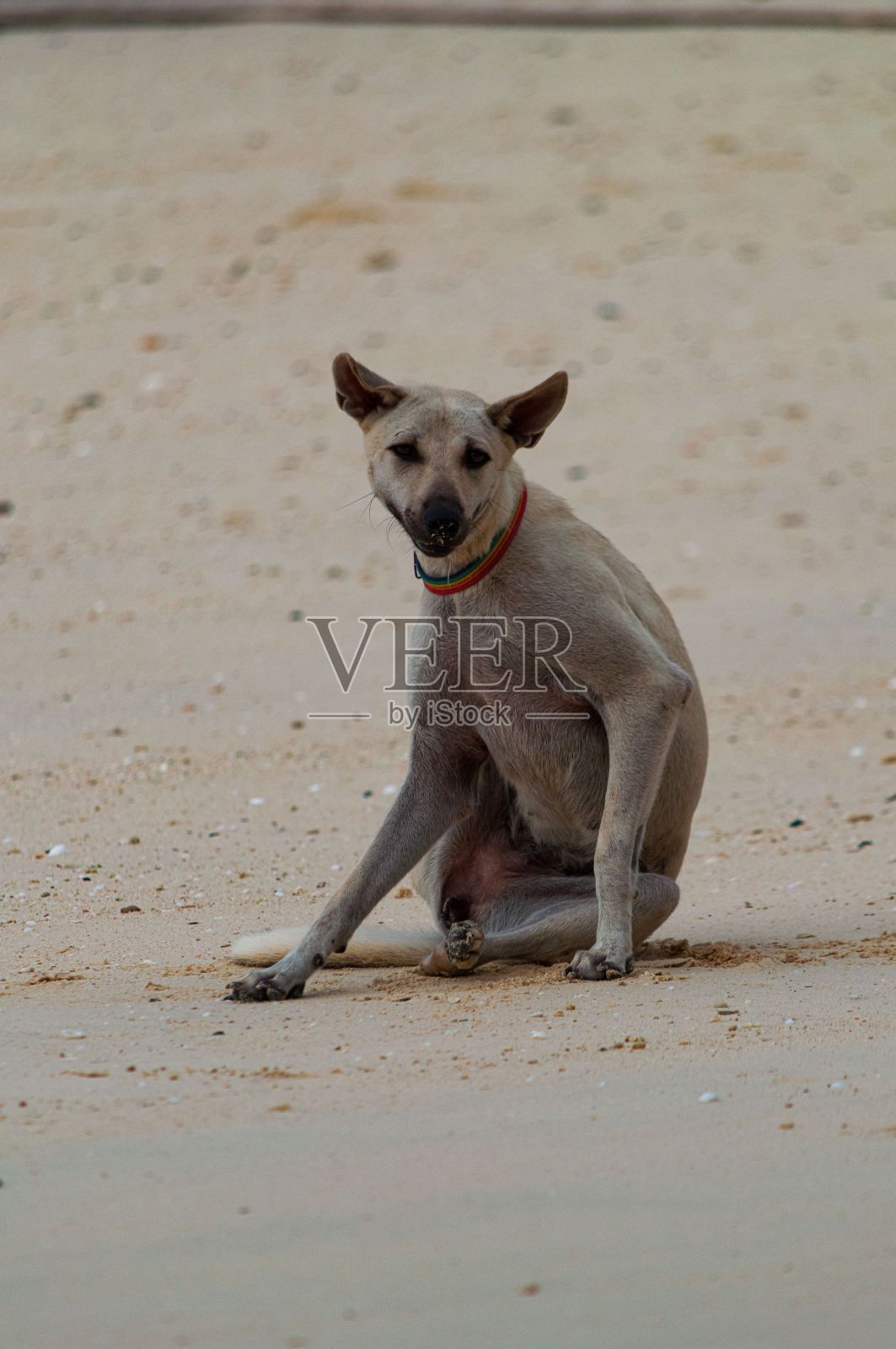 沙滩上一只浅棕色的狗的肖像照片摄影图片