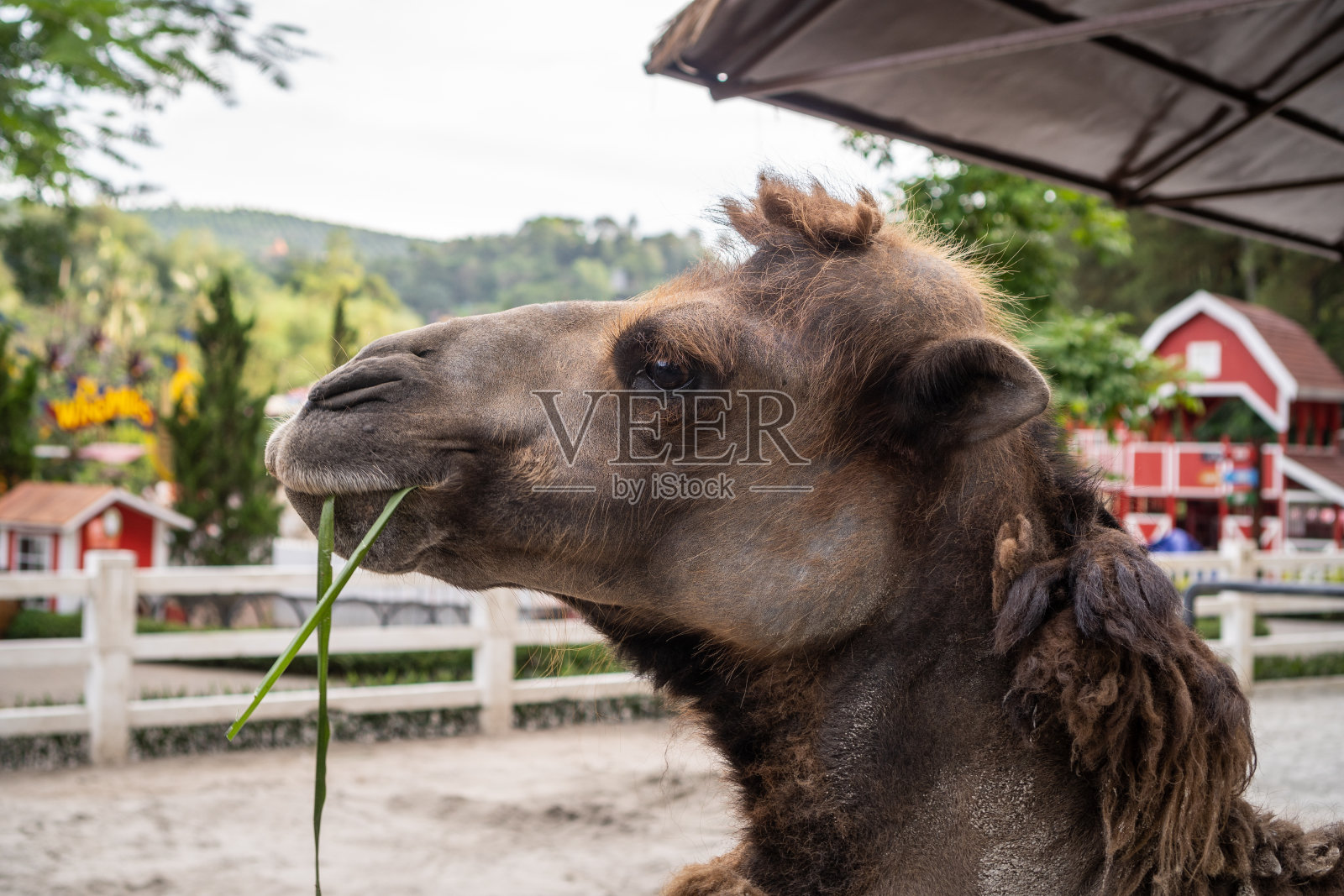 动物园里的骆驼照片摄影图片