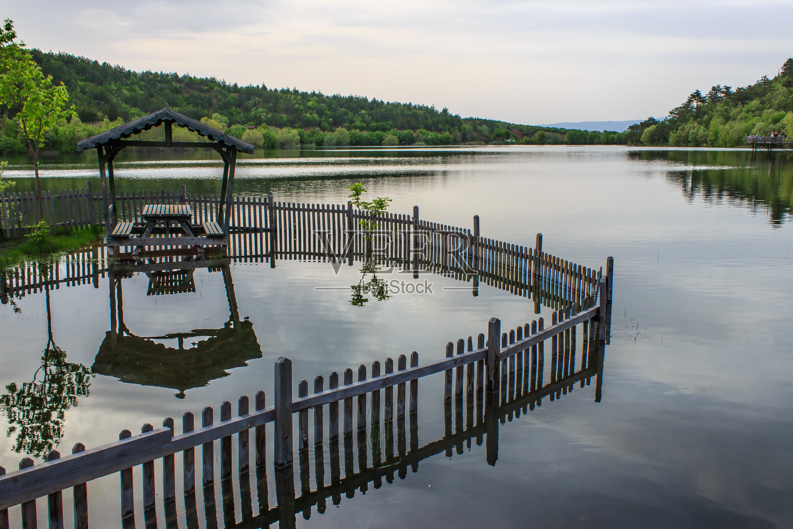 湖中的木藤架和木栅栏,映出森林景观照片摄影图片