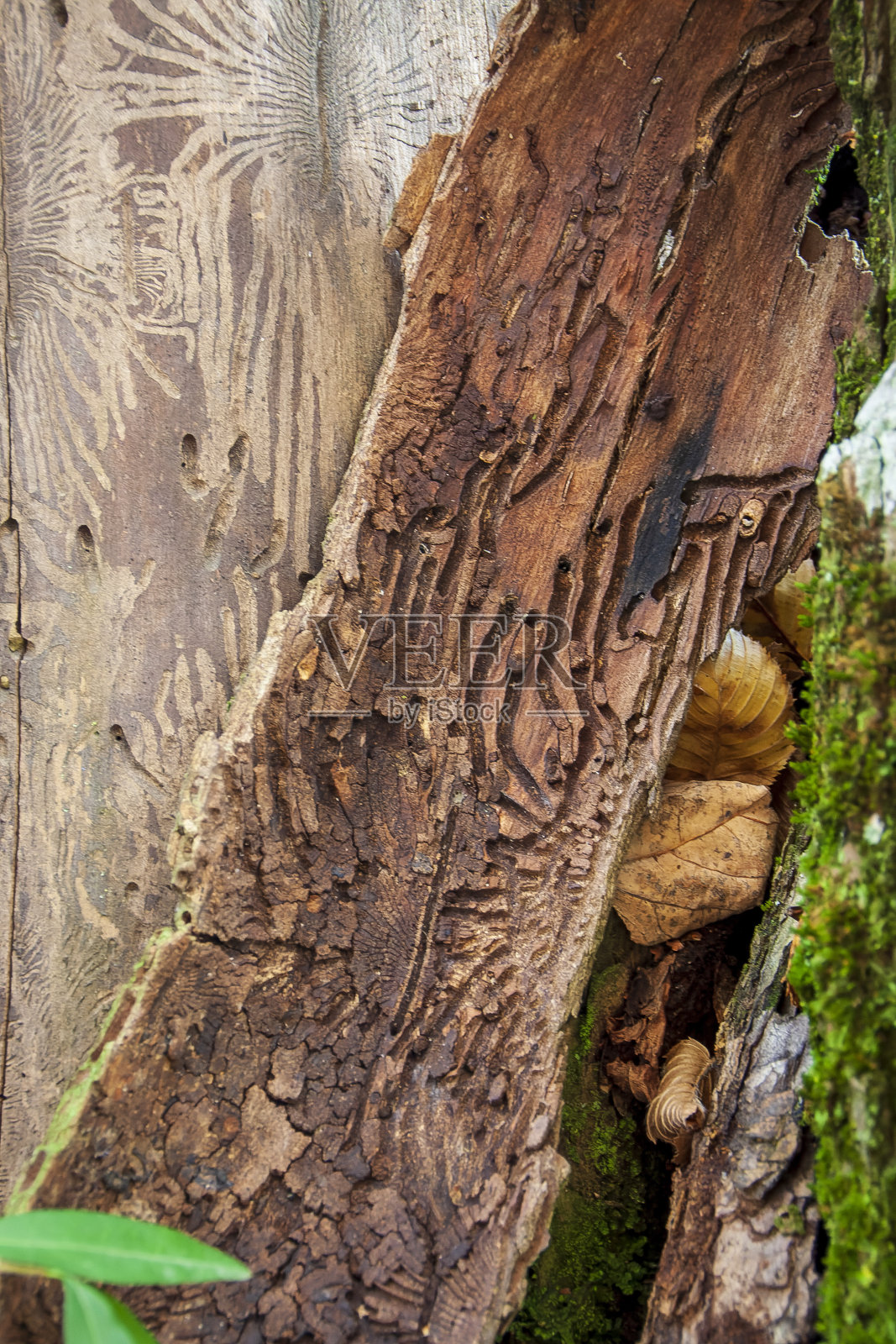 Uriage les Bains, Isère, Rhône-Alpes, France, 20 11 2022 pretty wormholes left by xylophagous insects, wood engraved by insects照片摄影图片
