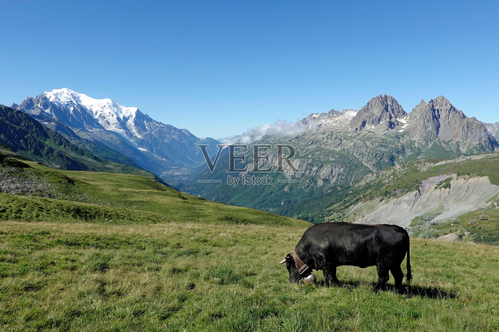 脖子上挂着大铃铛的黑色公牛,在牧场和山中吃草照片摄影图片