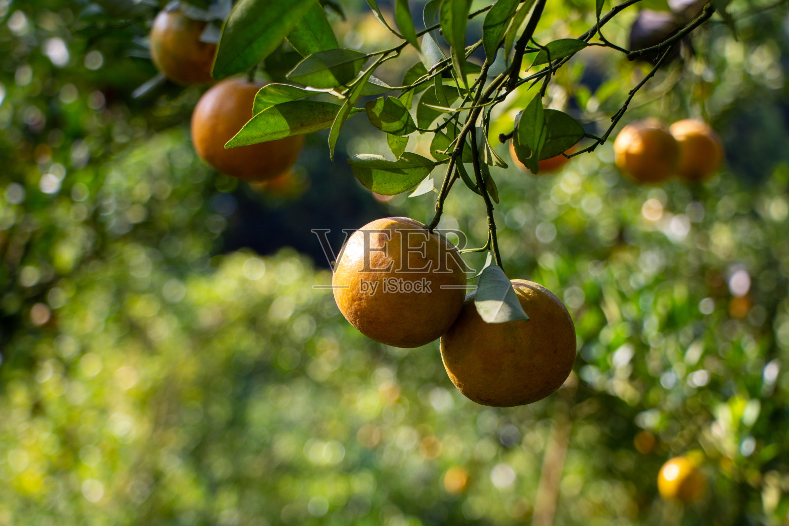 泰国的橙子照片摄影图片