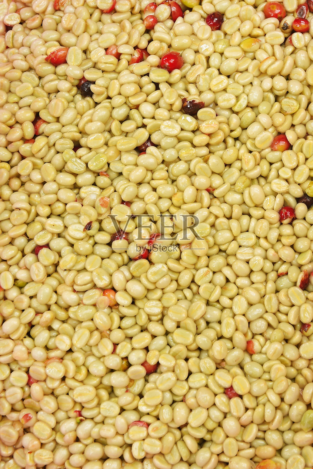 咖啡豆,在发酵和冲洗的方法照片摄影图片