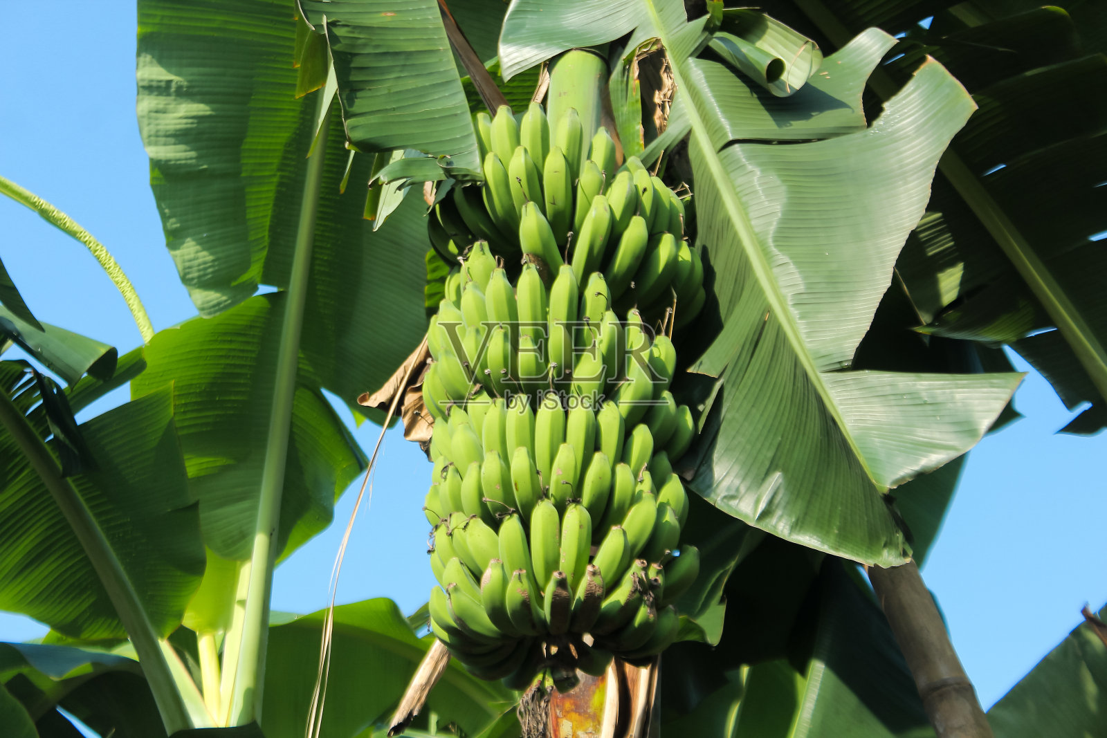 香蕉果,香蕉树照片摄影图片