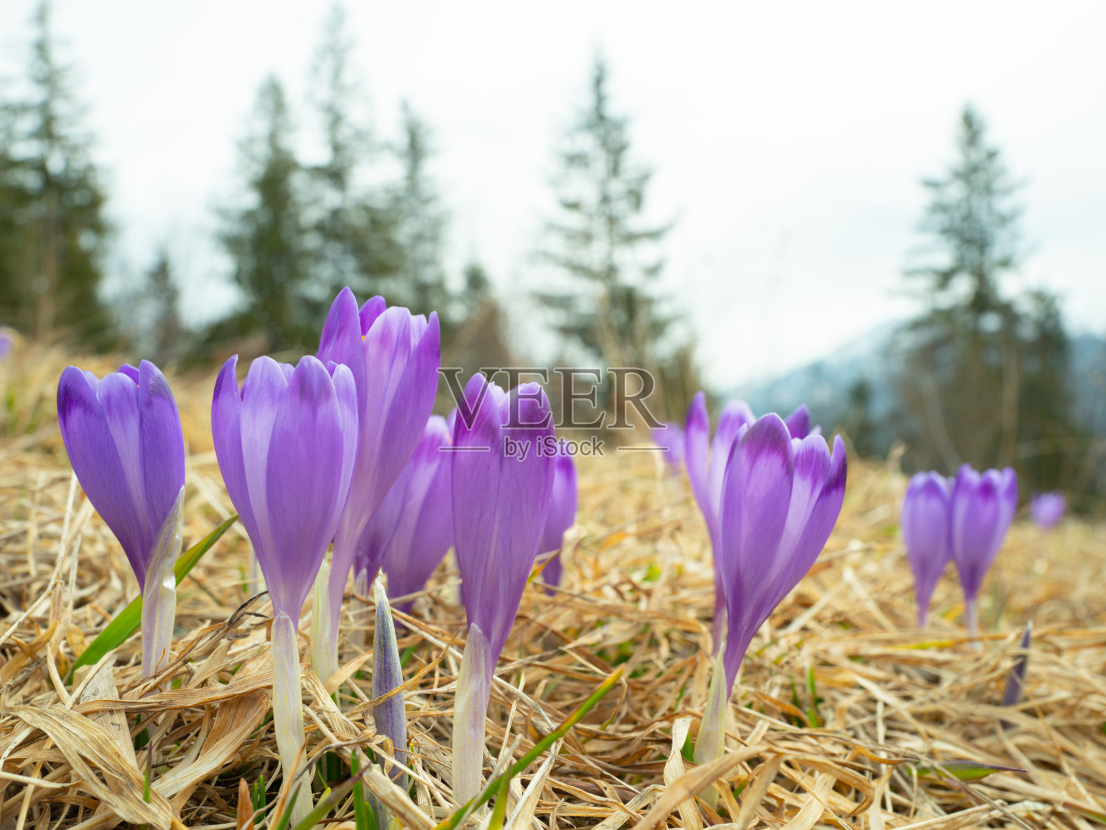 藏红花在春天的背景下绽放照片摄影图片