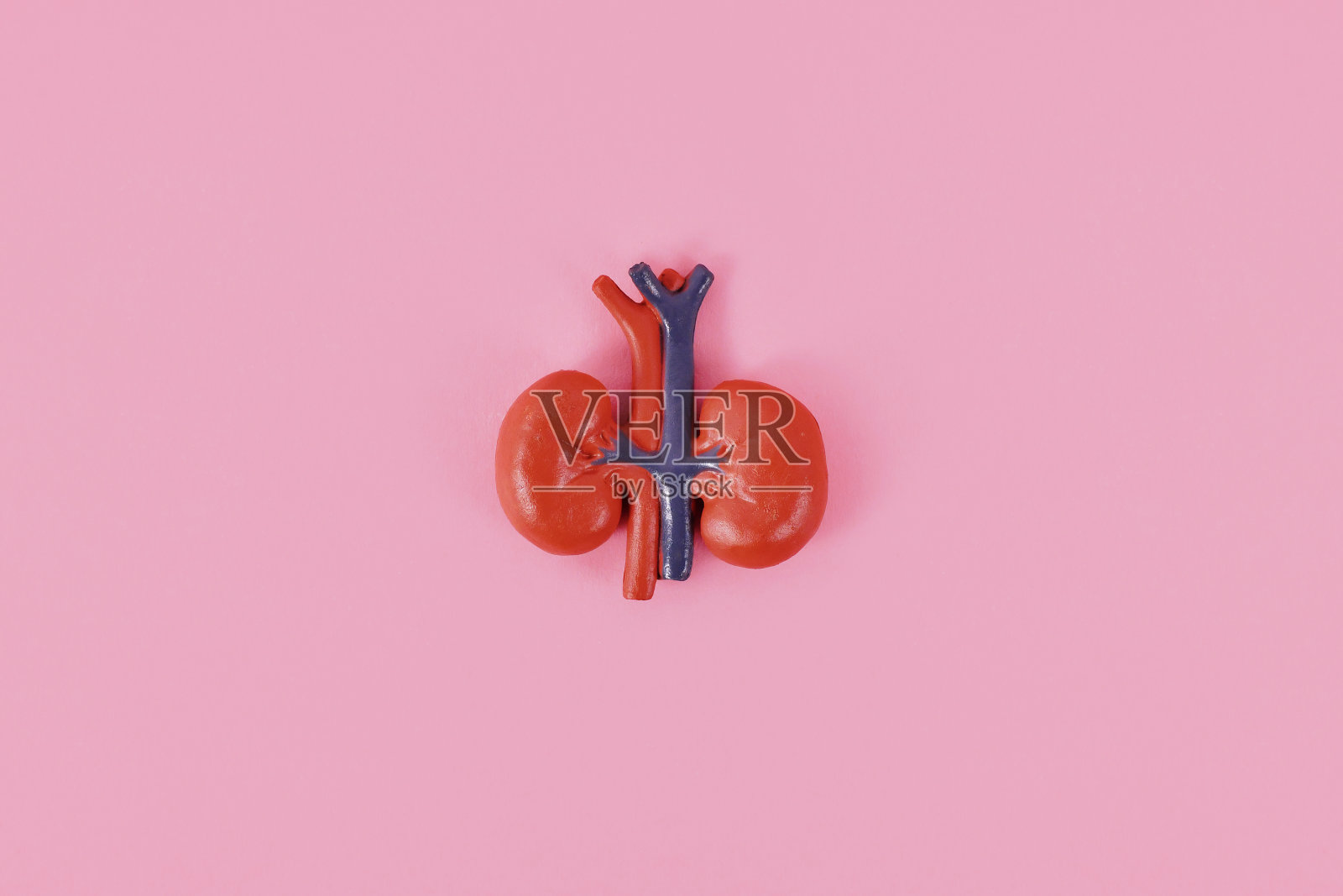 人肾器官照片摄影图片