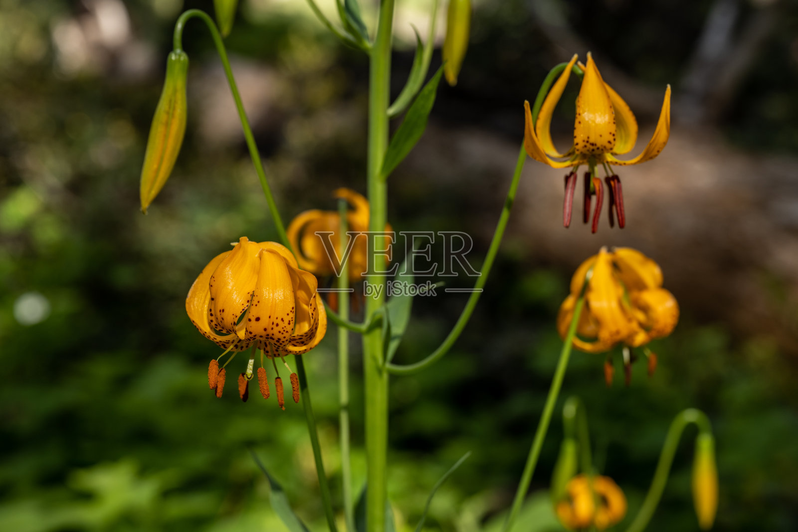 橙色虎百合在国王峡谷的夏天盛开照片摄影图片