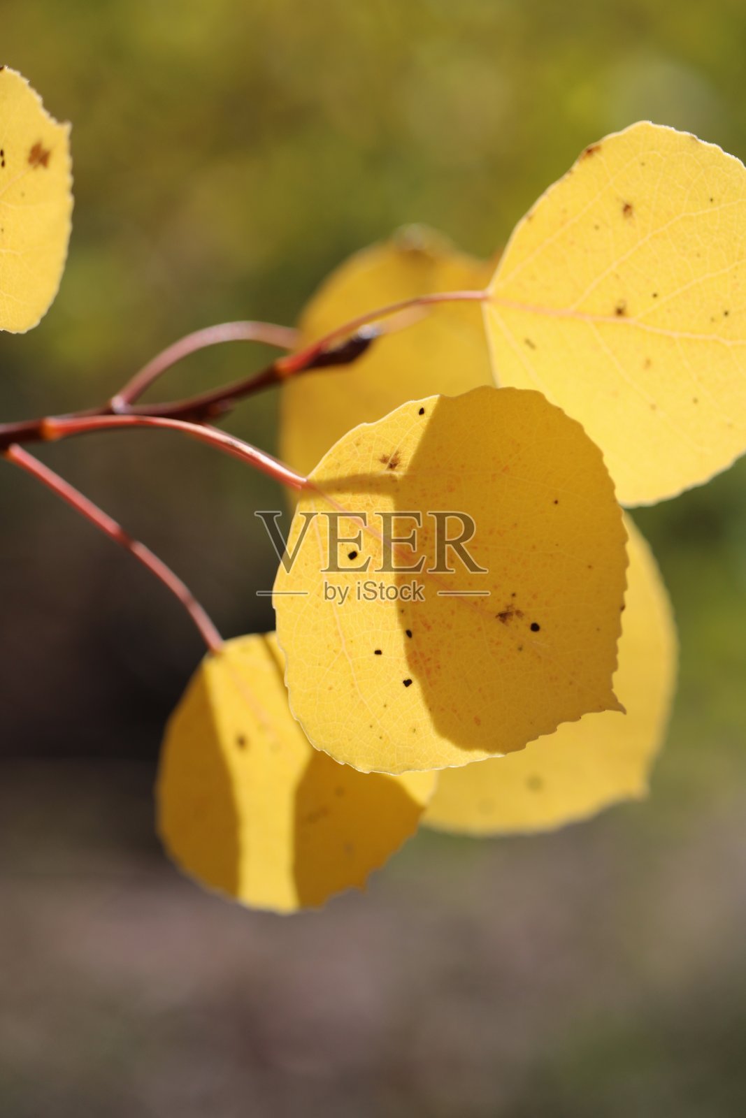 换白杨叶照片摄影图片