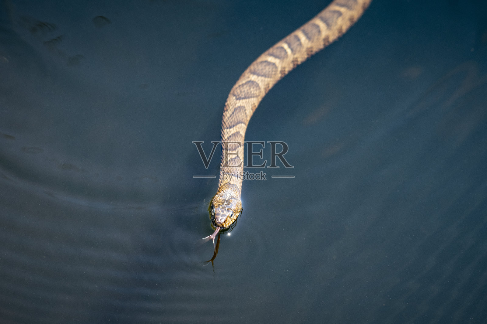 北水蛇照片摄影图片