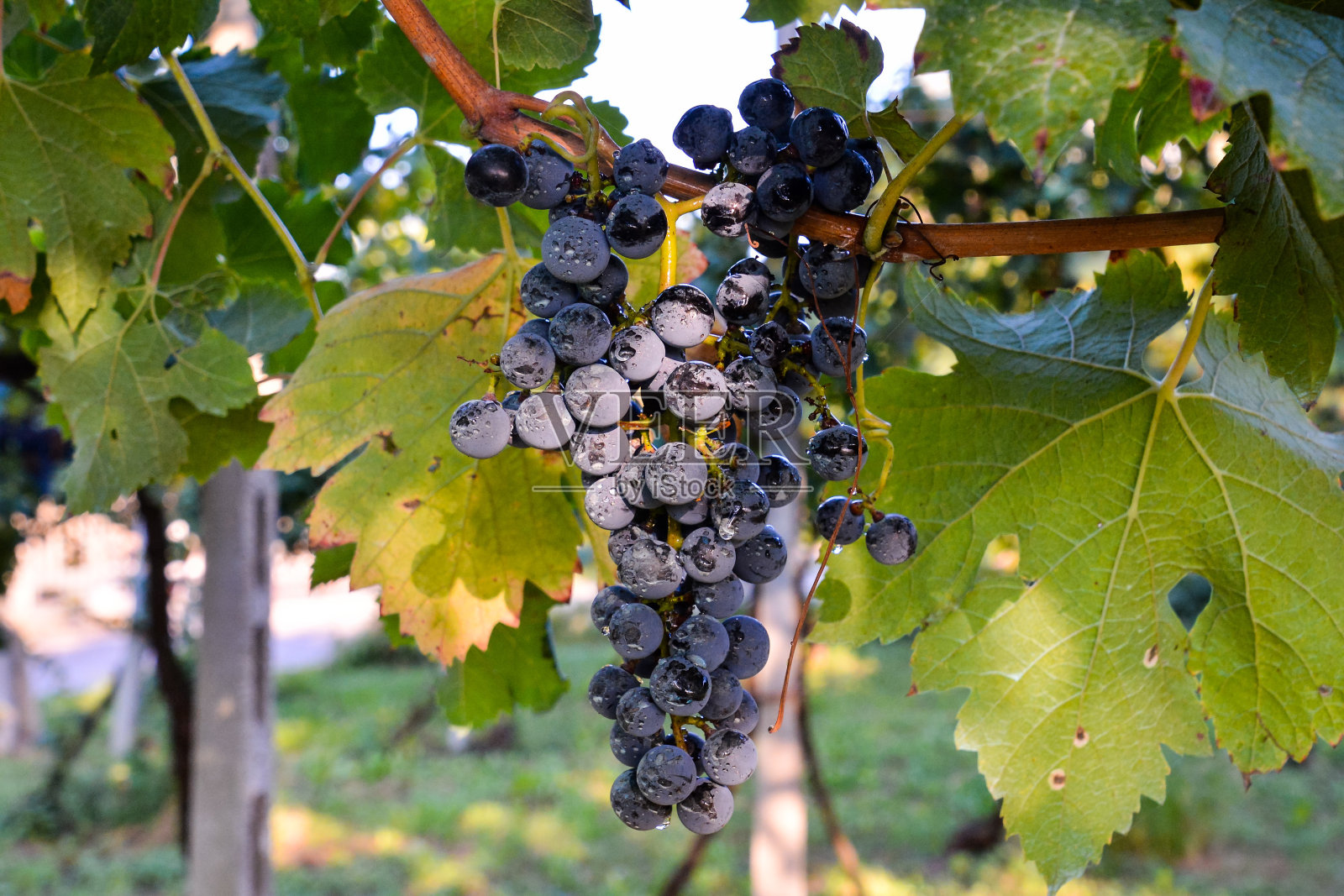 葡萄园准备生产葡萄酒照片摄影图片