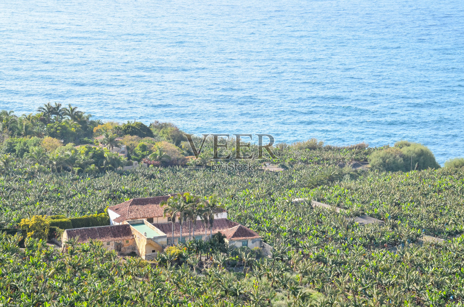 香蕉种植园照片摄影图片