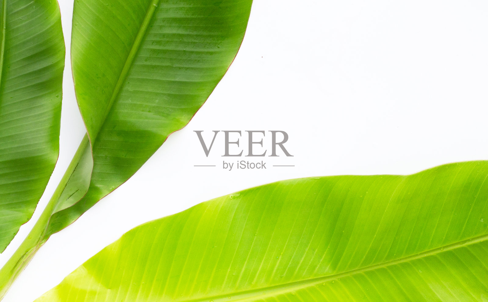 白色背景的香蕉叶。照片摄影图片