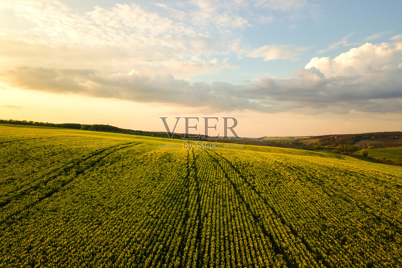 鸟瞰明亮的绿色农业农场在日落生长的油菜籽植物。照片摄影图片