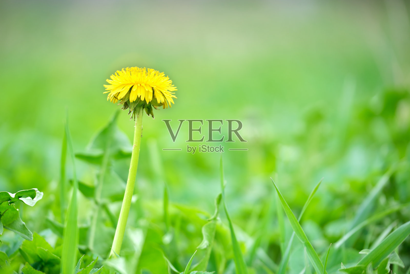 黄色的蒲公英花盛开在夏天的草地上,绿色的阳光明媚的花园照片摄影图片