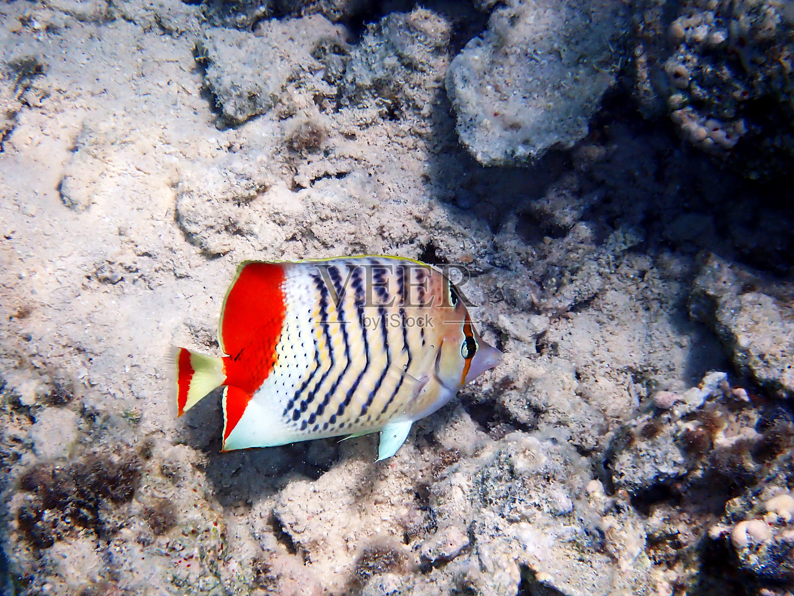 红海厄立特里亚蝴蝶鱼(Chaetodon paucifasciatus)照片摄影图片