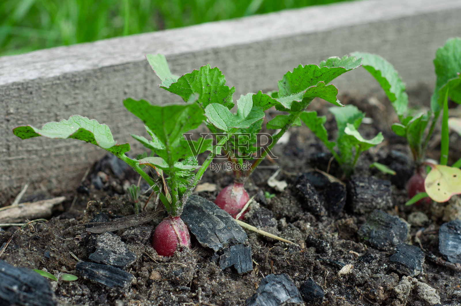 红萝卜长在地上的家庭床上照片摄影图片
