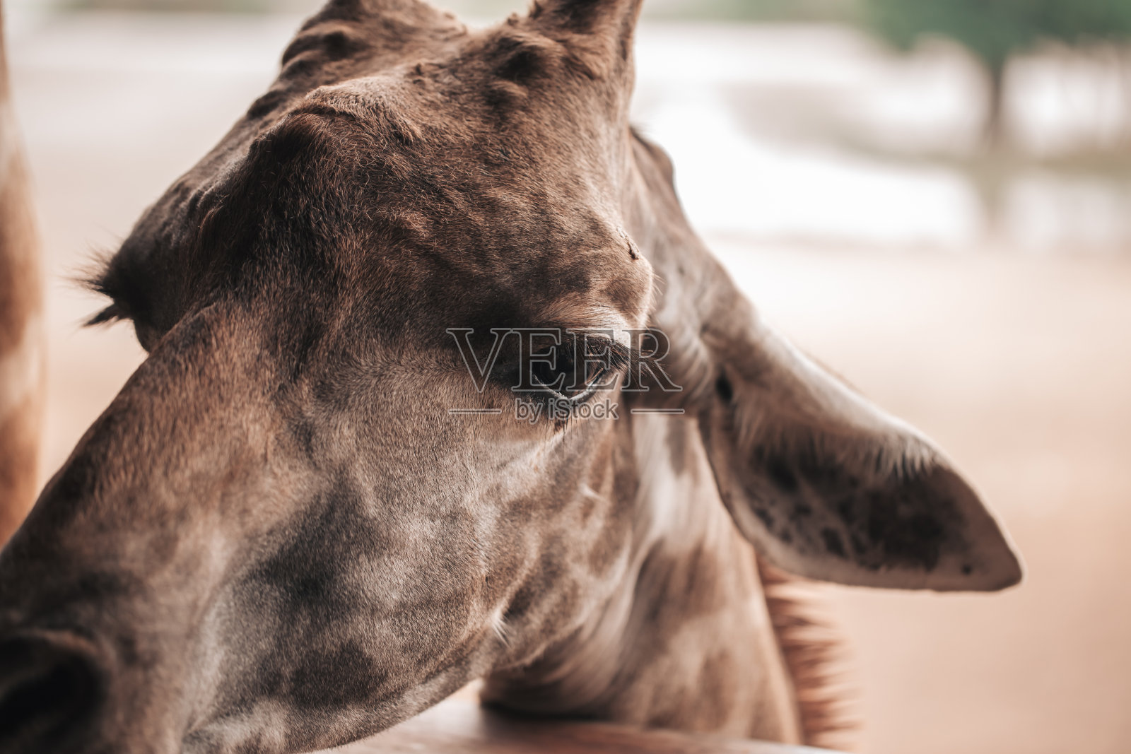 动物园里长颈鹿的面部特写。照片摄影图片