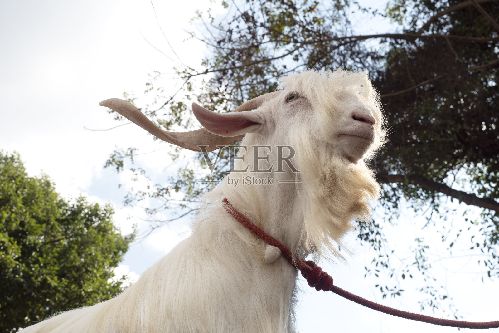 东南亚Saanen山羊饲养者奖得主。照片摄影图片