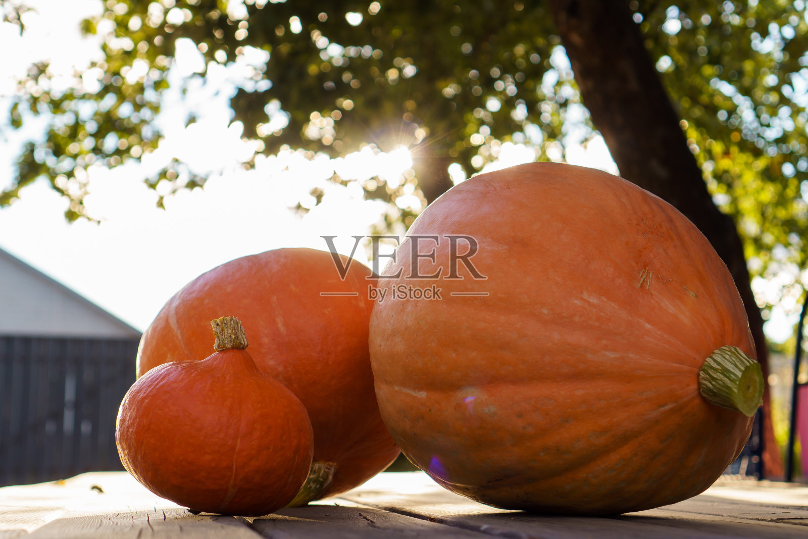院子里树旁的木桌上,堆着三个不同大小的成熟橙色南瓜。收获,秋天。照片摄影图片