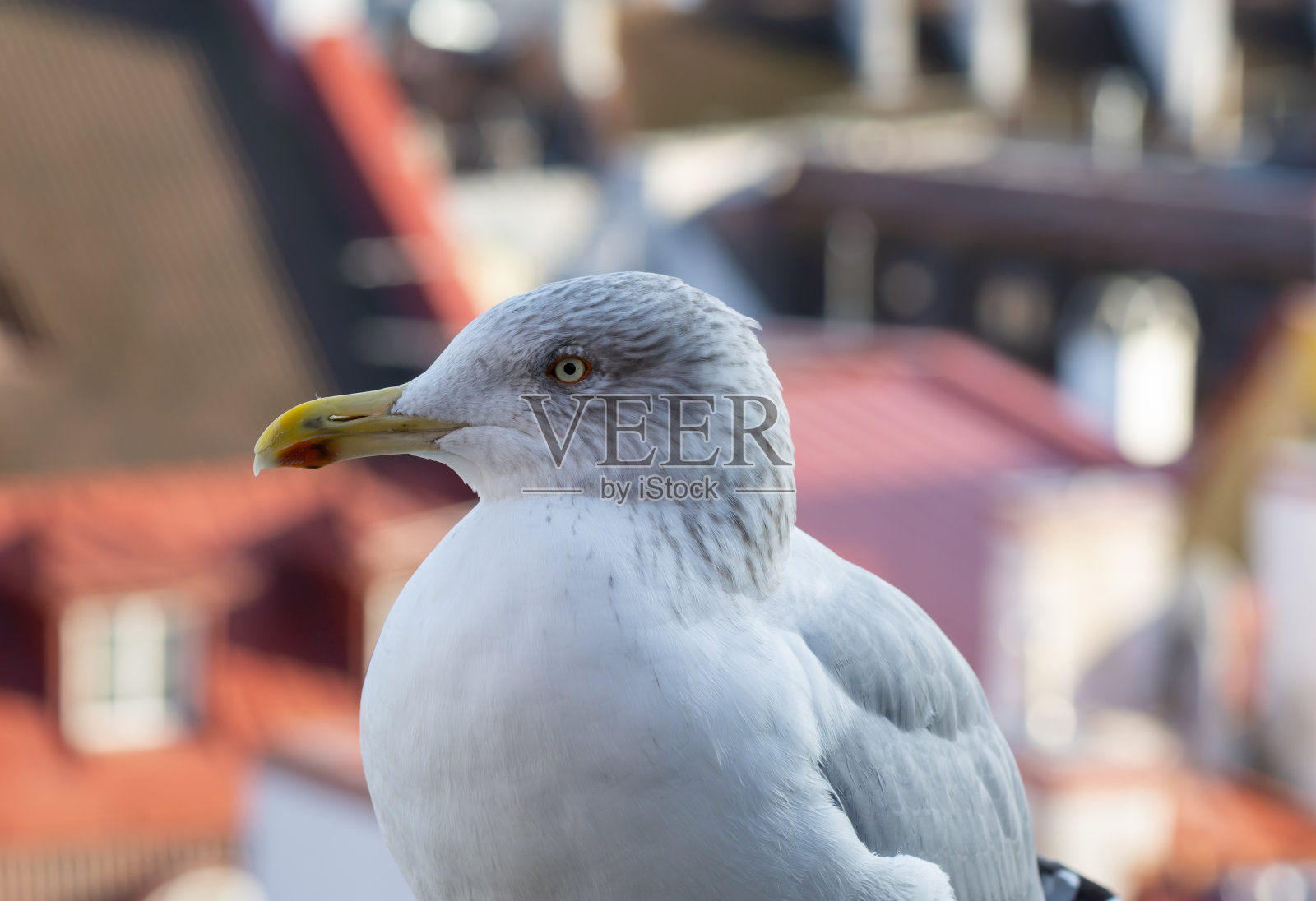 海鸥。照片摄影图片