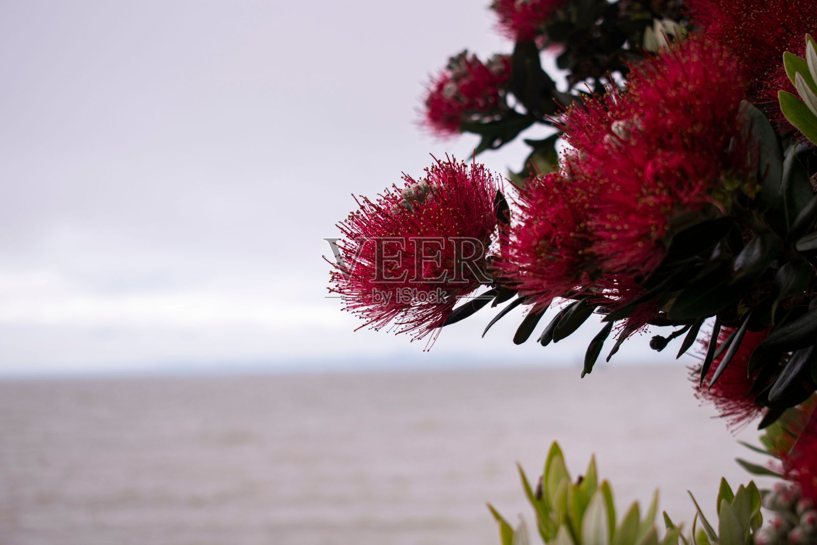 Pohutukawa(新西兰圣诞树)照片摄影图片