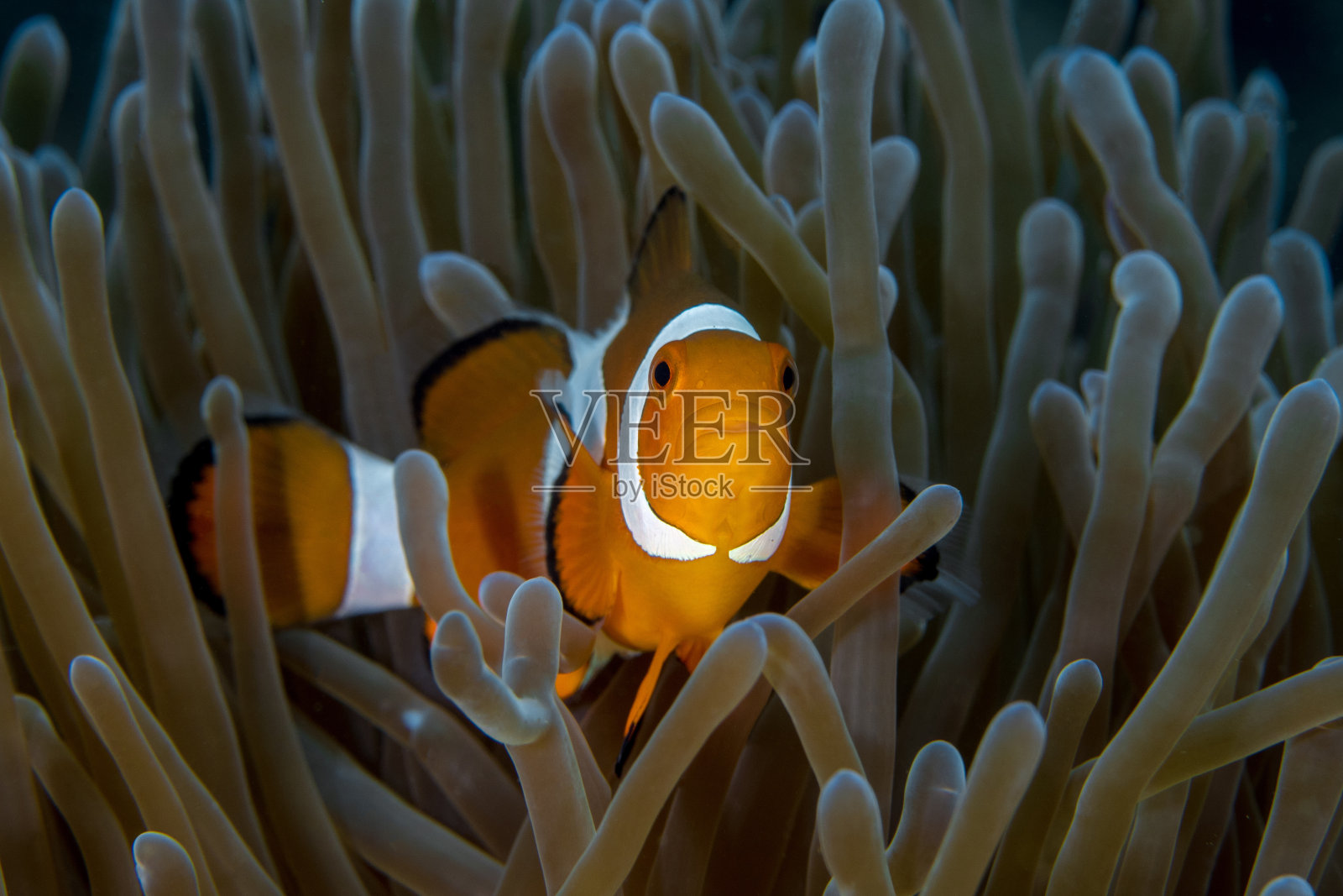 美丽的小丑鱼在珊瑚礁上的海葵前游泳照片摄影图片