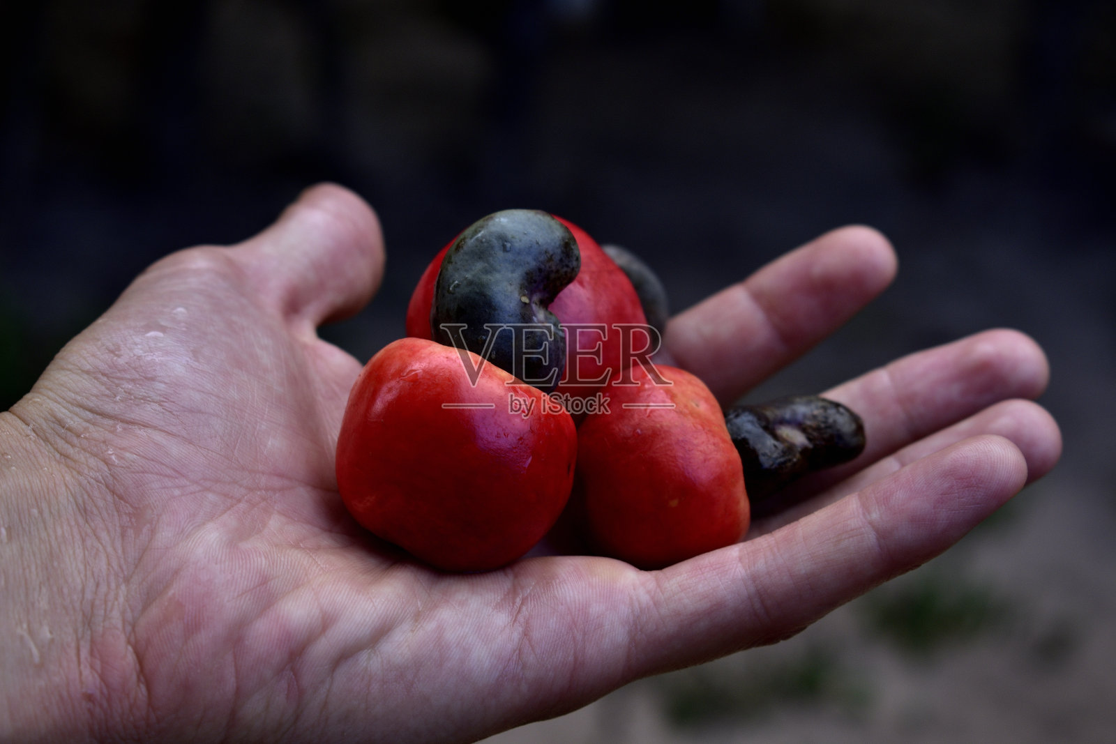 手握Caju照片摄影图片