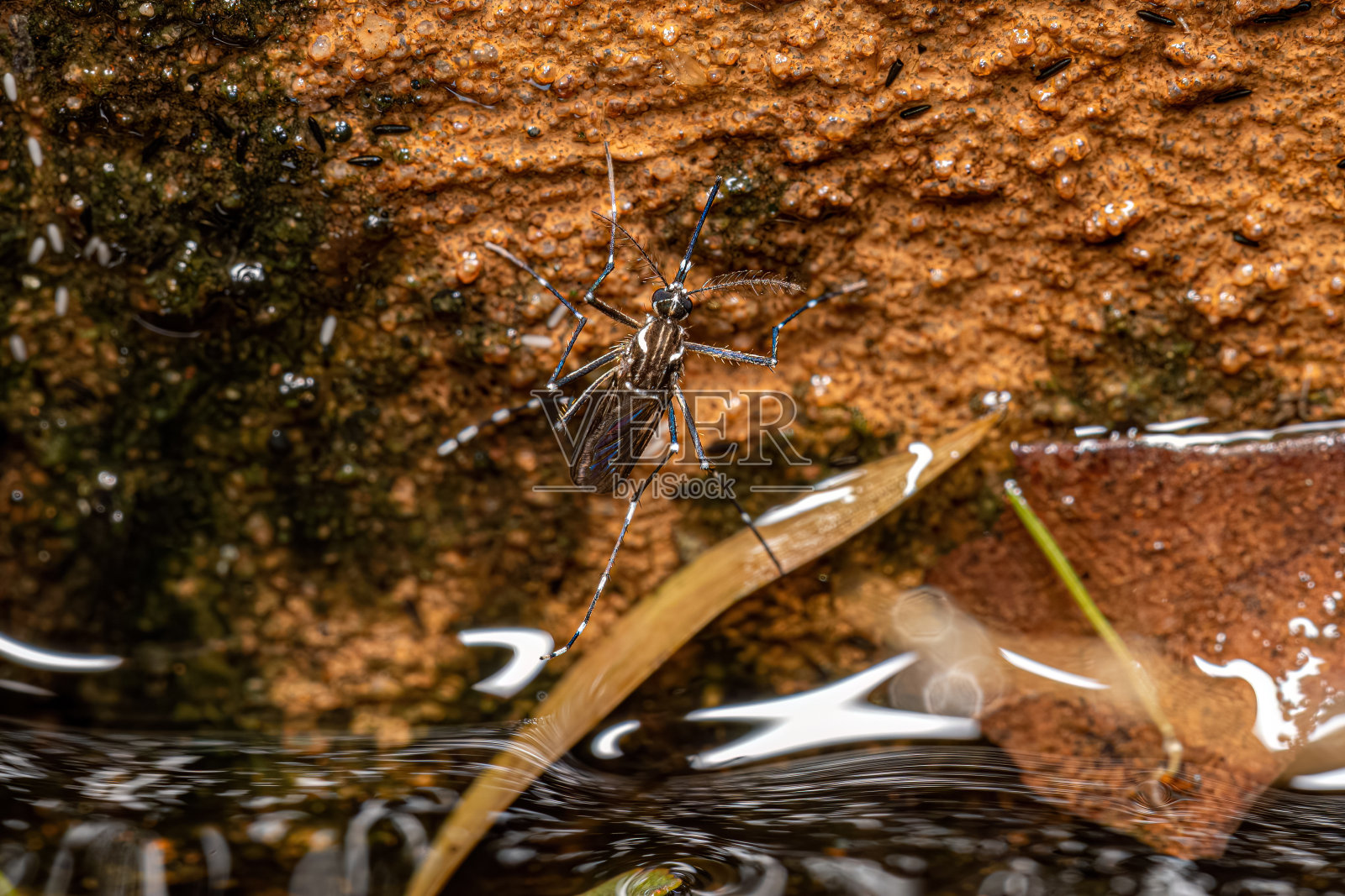 成年雌性黄热病蚊照片摄影图片