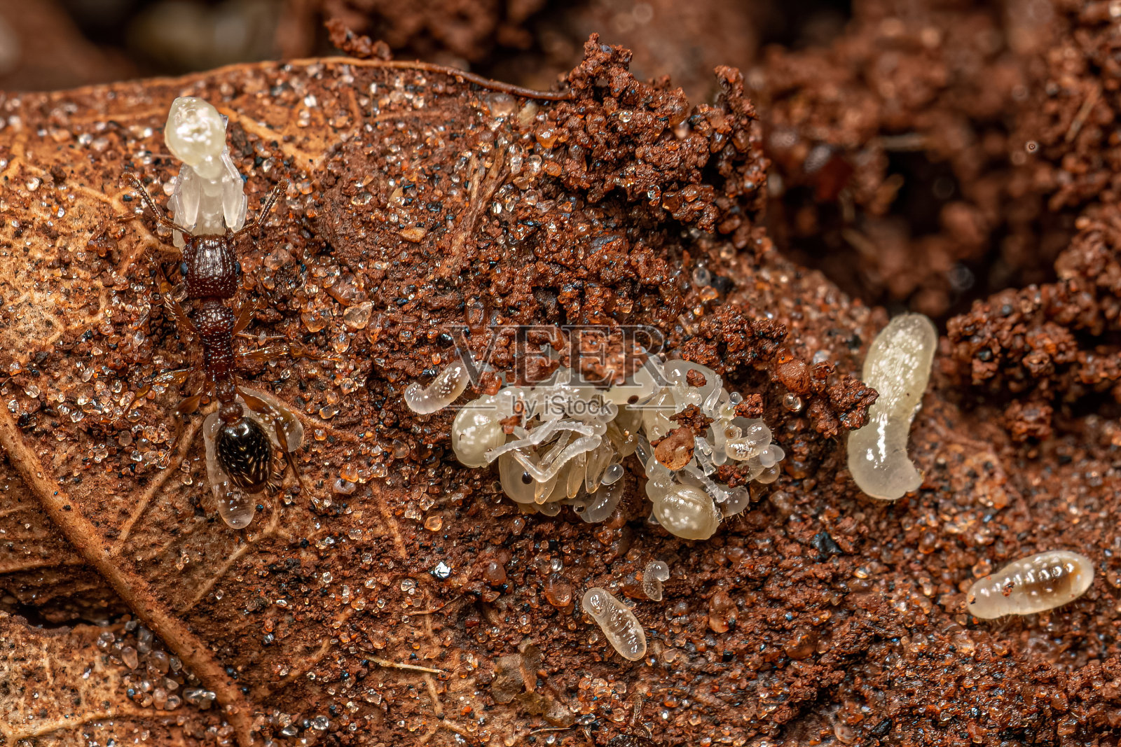 成年双色锦旗蚁及其幼虫照片摄影图片
