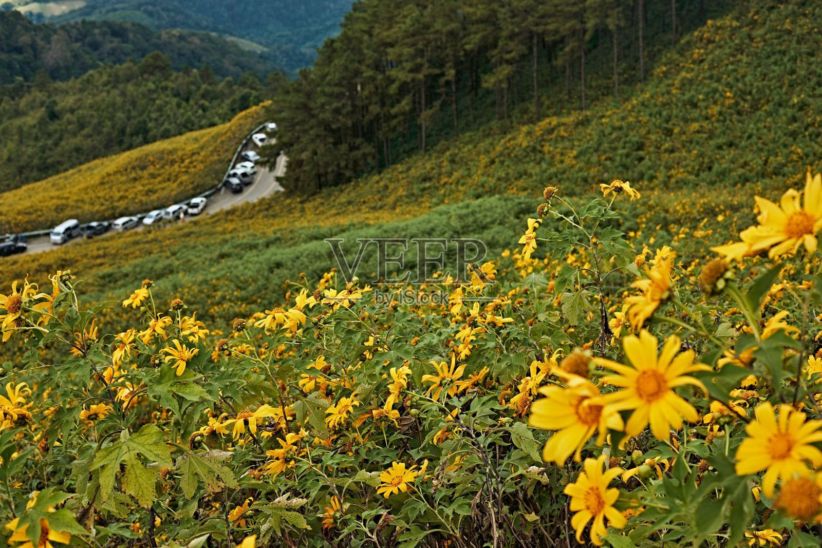 金盏花、墨西哥向日葵(山间野照片摄影图片