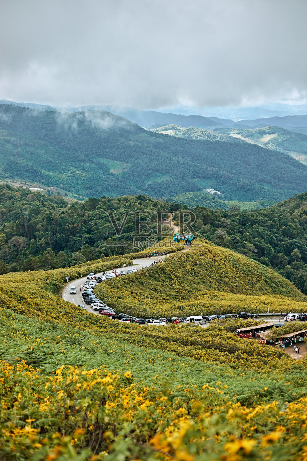 金盏花、墨西哥向日葵(山间野照片摄影图片