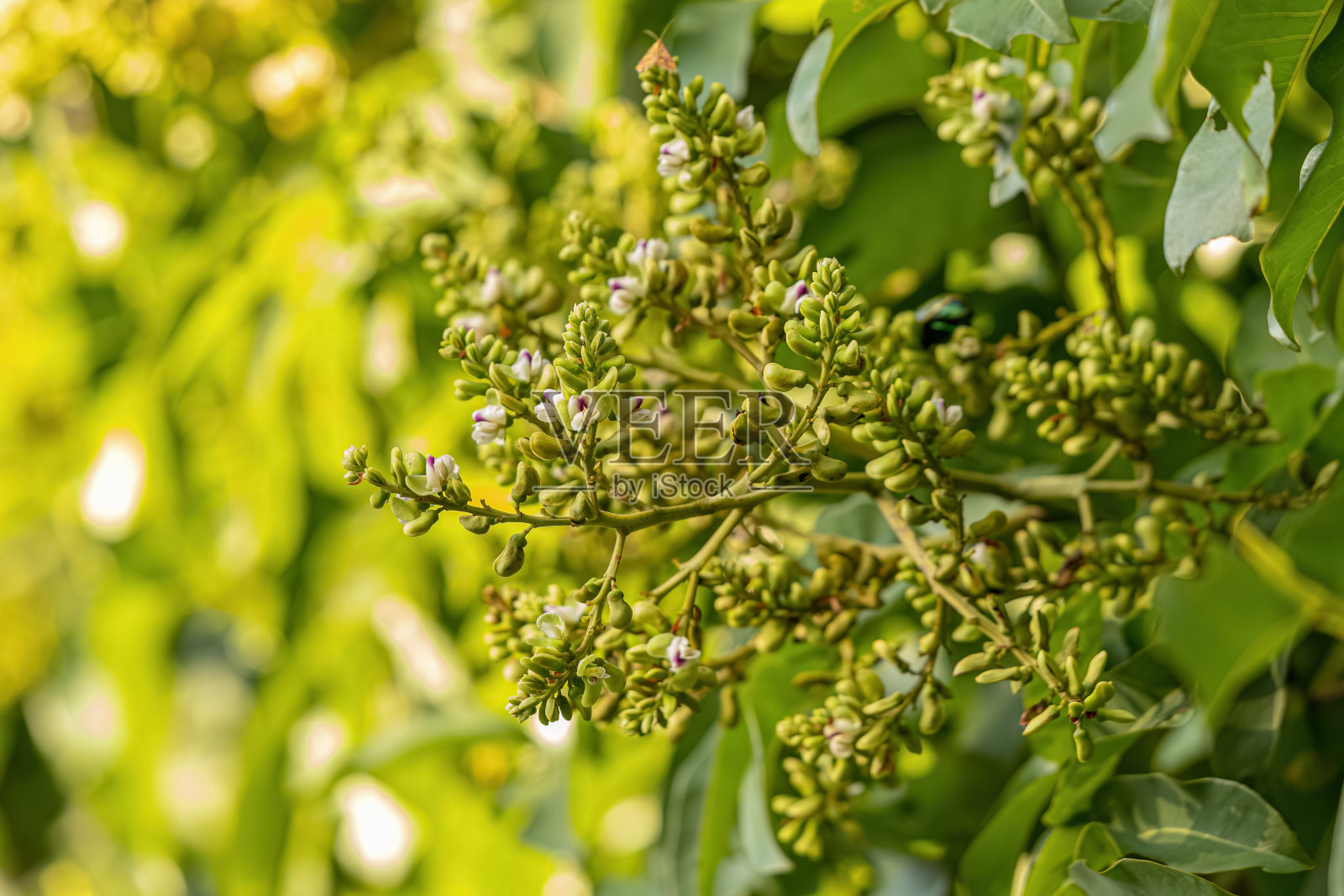 唐卡豆树花照片摄影图片