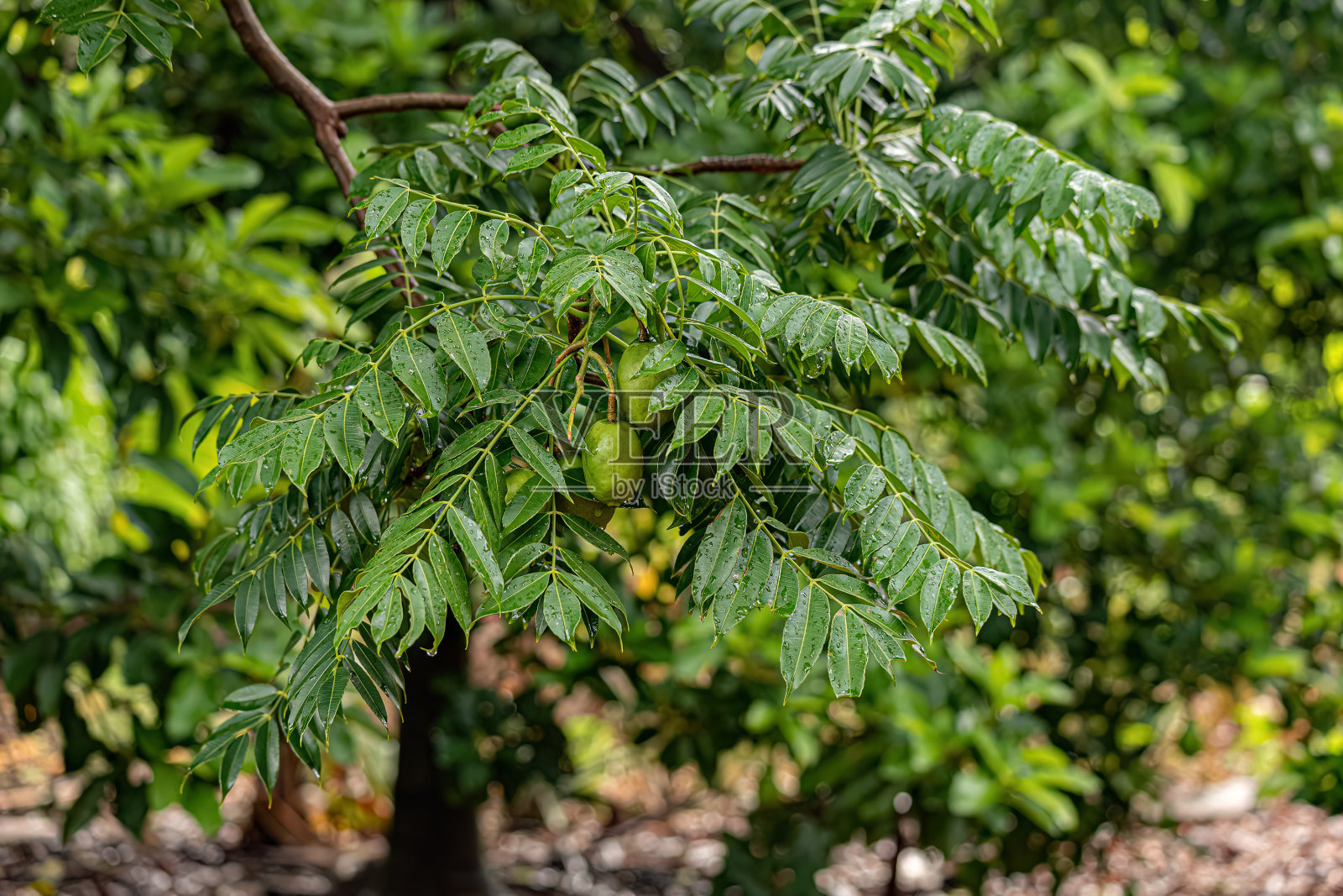 Mombins树的果实照片摄影图片
