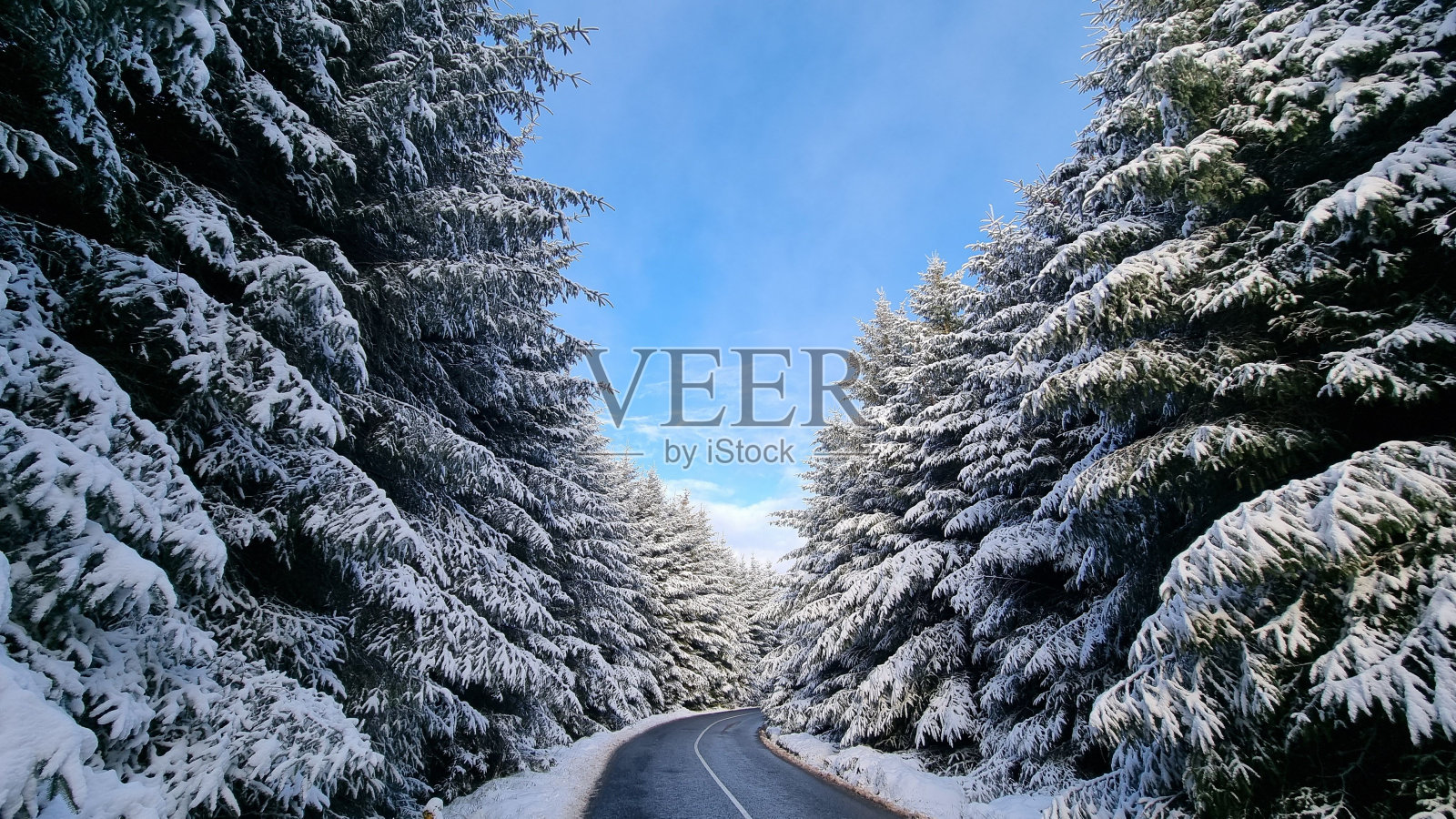 冬天在森林里的路照片摄影图片