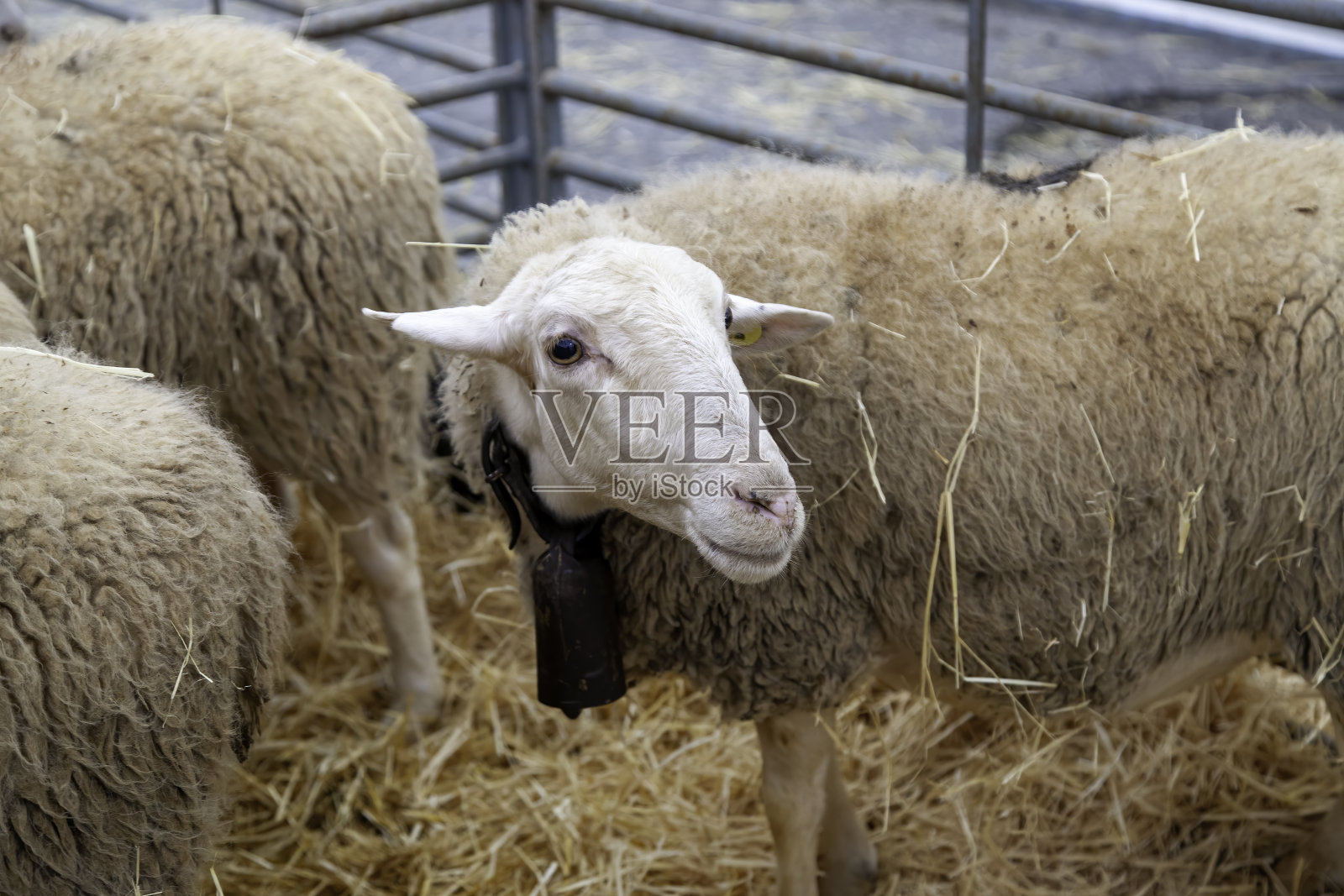 农场里的羊照片摄影图片