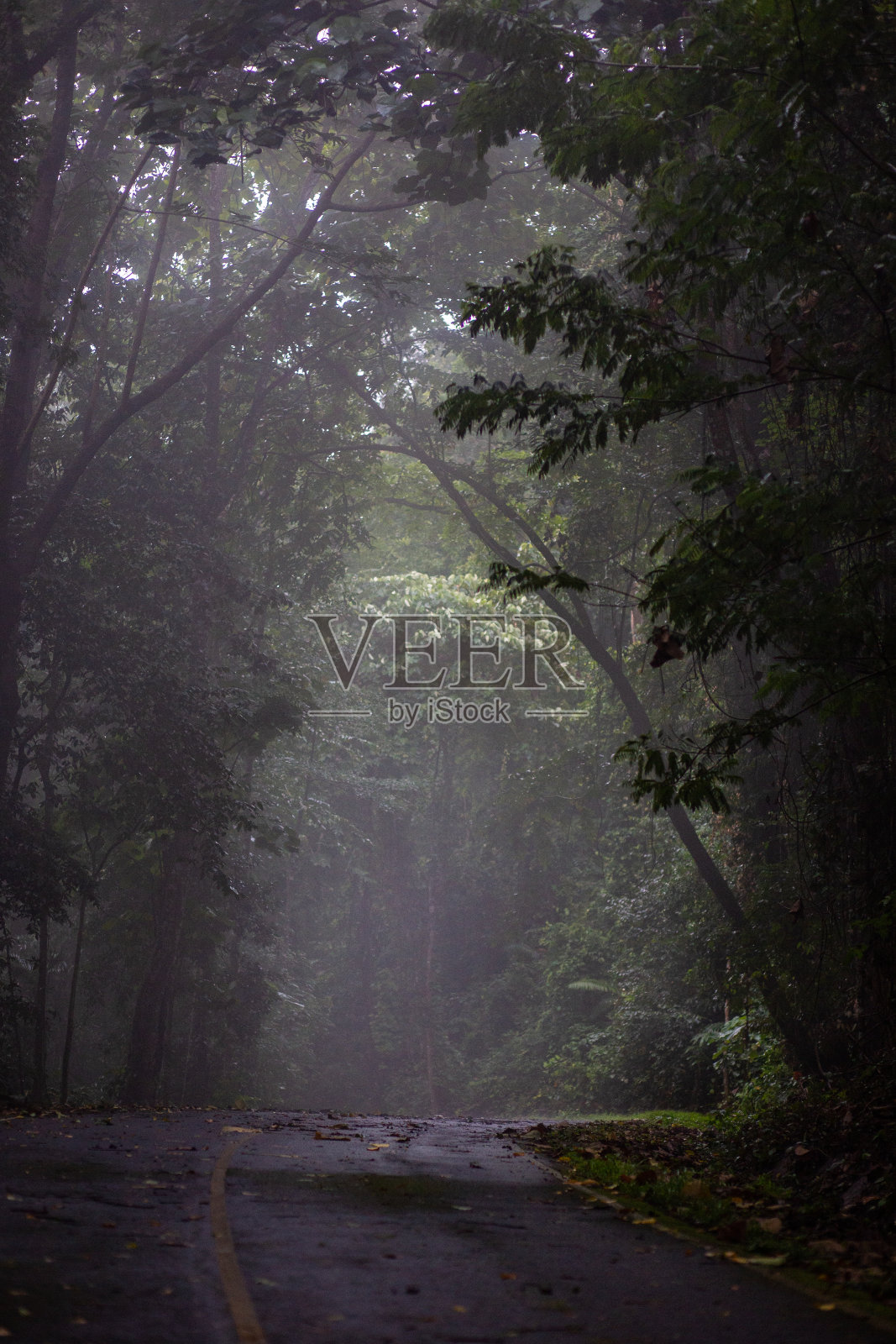 考艾国家公园照片摄影图片