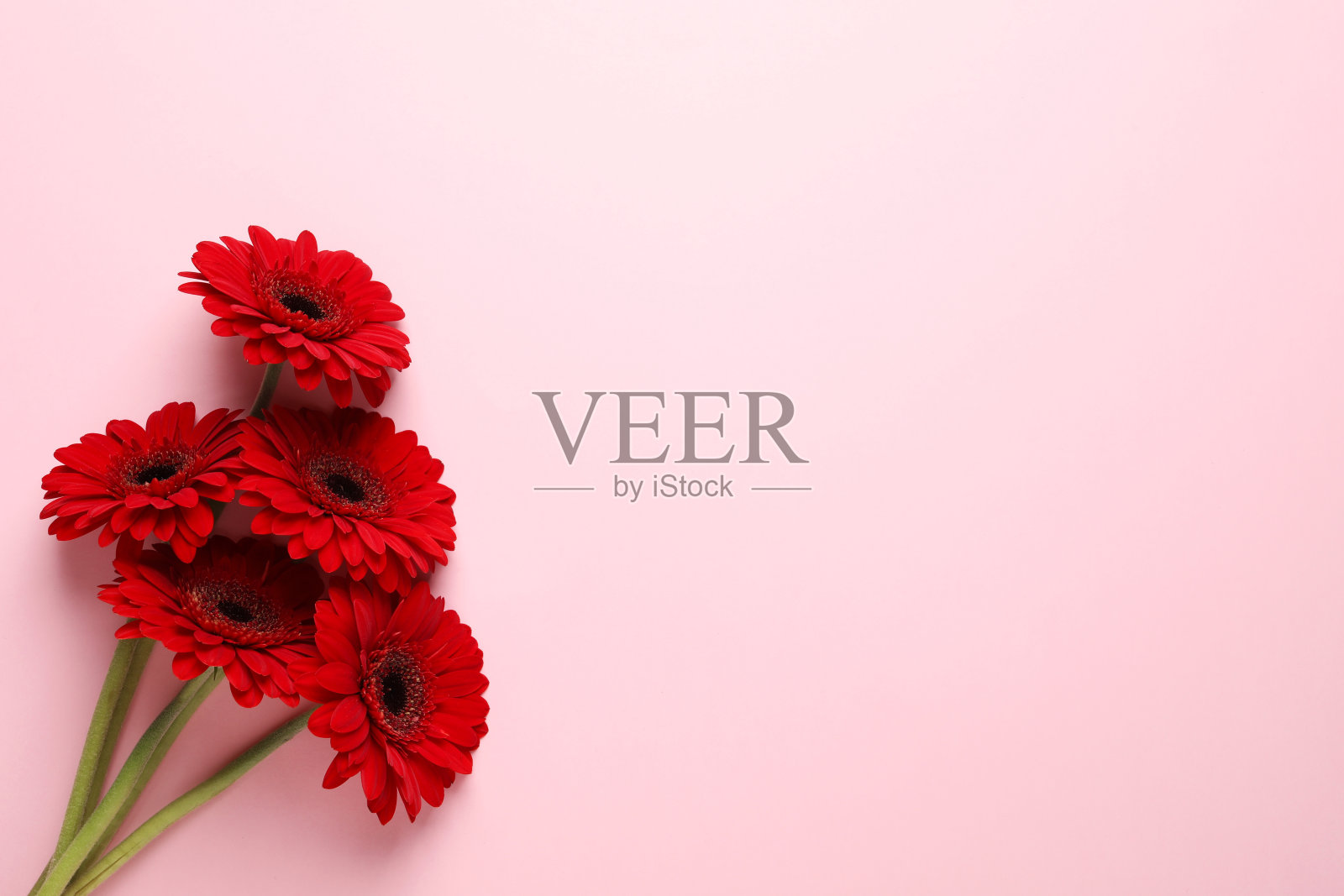 粉红色背景上美丽的红色非洲菊花花束,俯视图。文本空间照片摄影图片