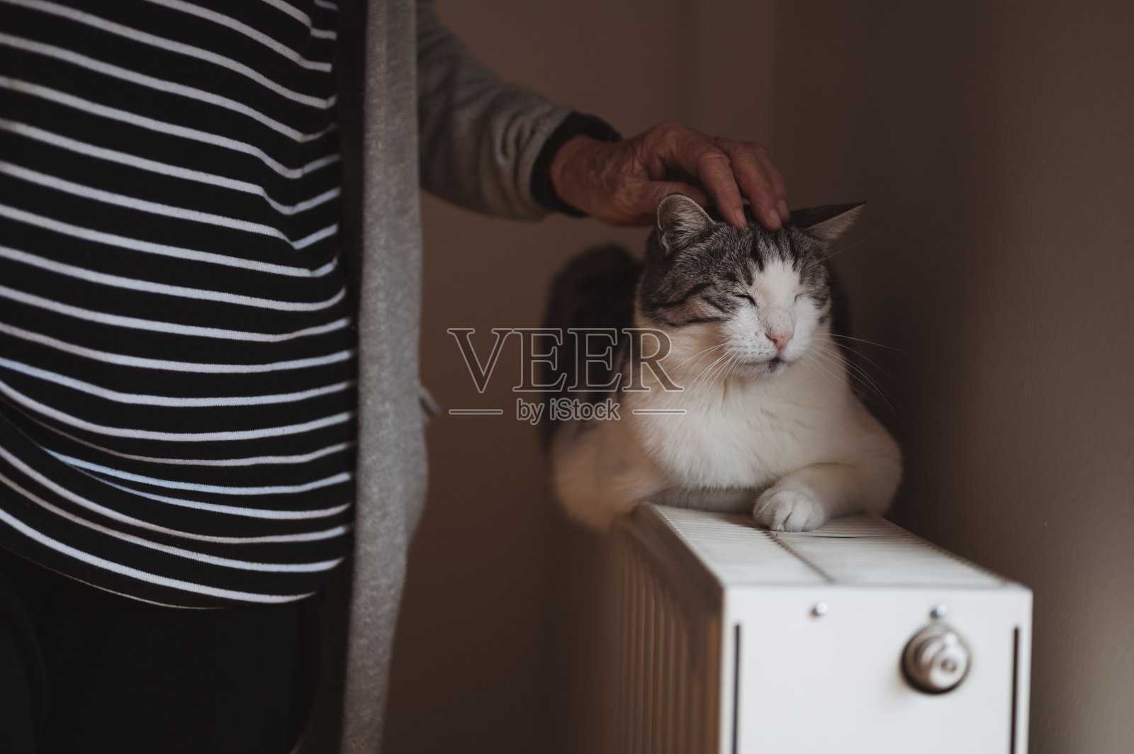 女人的手轻拍猫在散热器上照片摄影图片