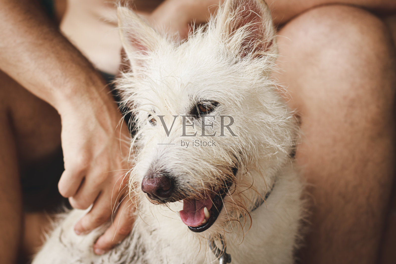 一只快乐的微笑梗宠物狗照片摄影图片