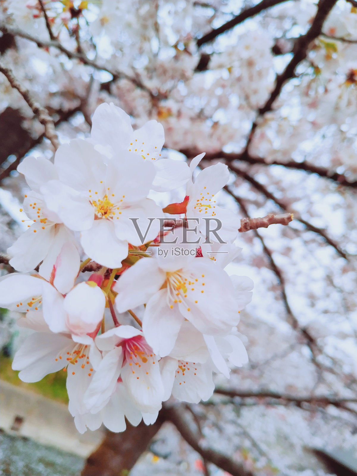 樱花的花照片摄影图片