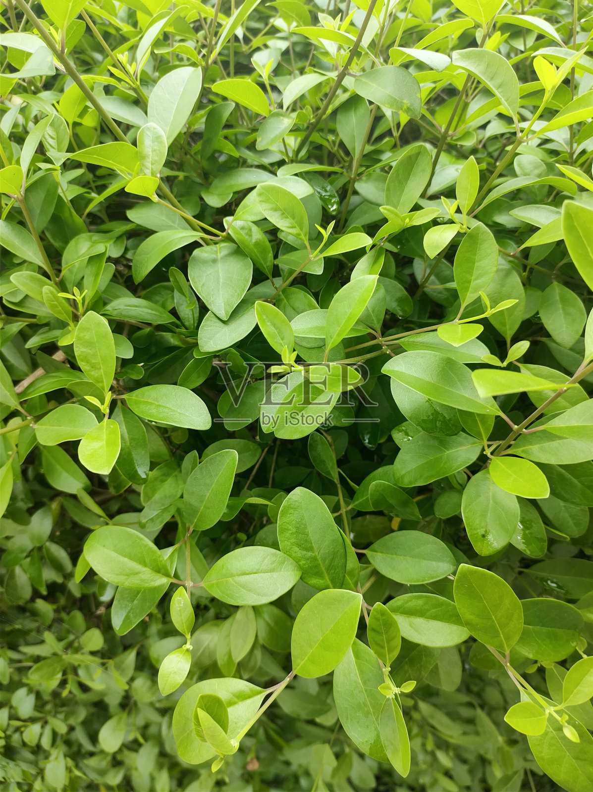 绿色植物叶子的特写照片摄影图片