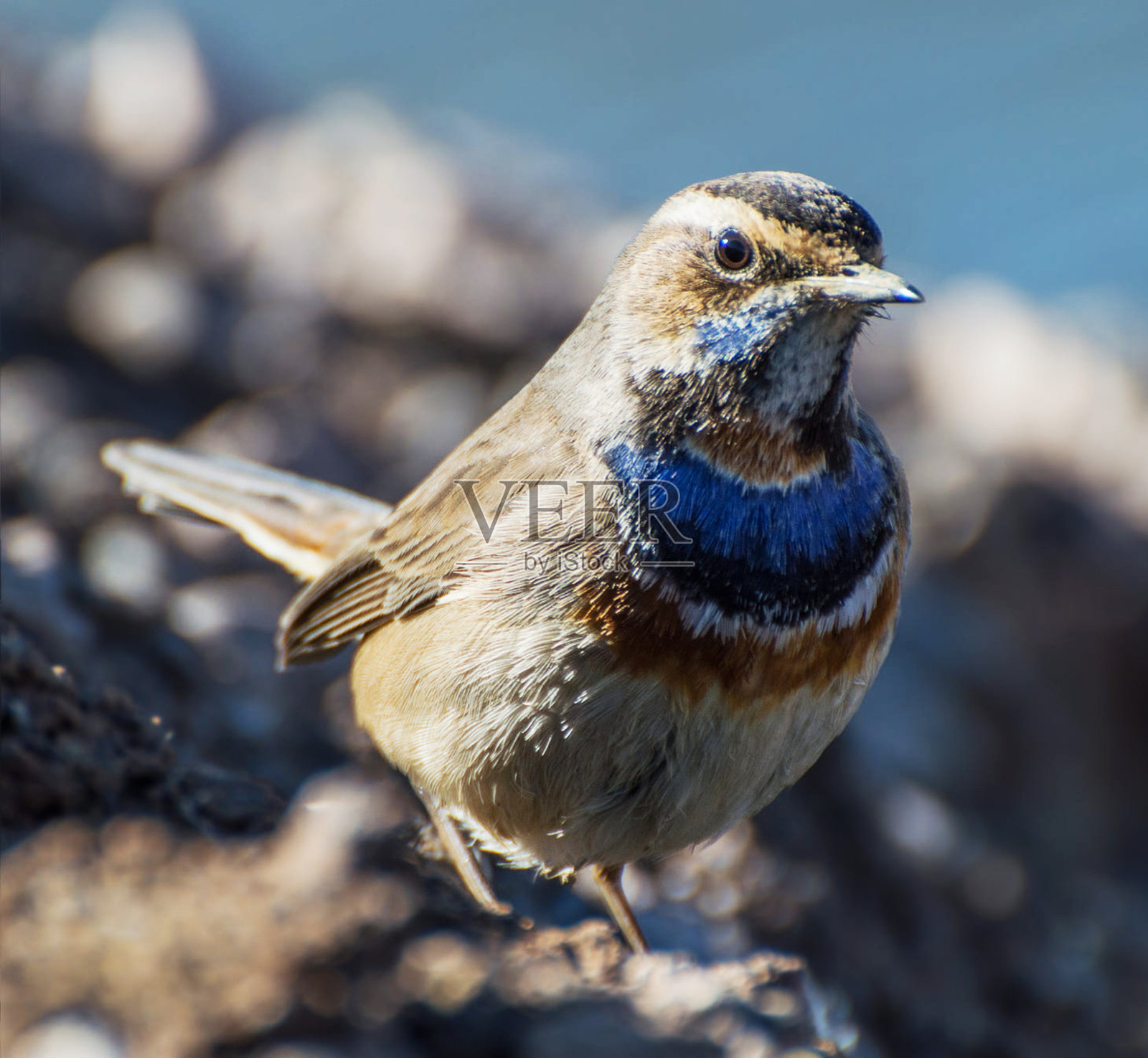 美丽的伊朗野生动物图片照片摄影图片