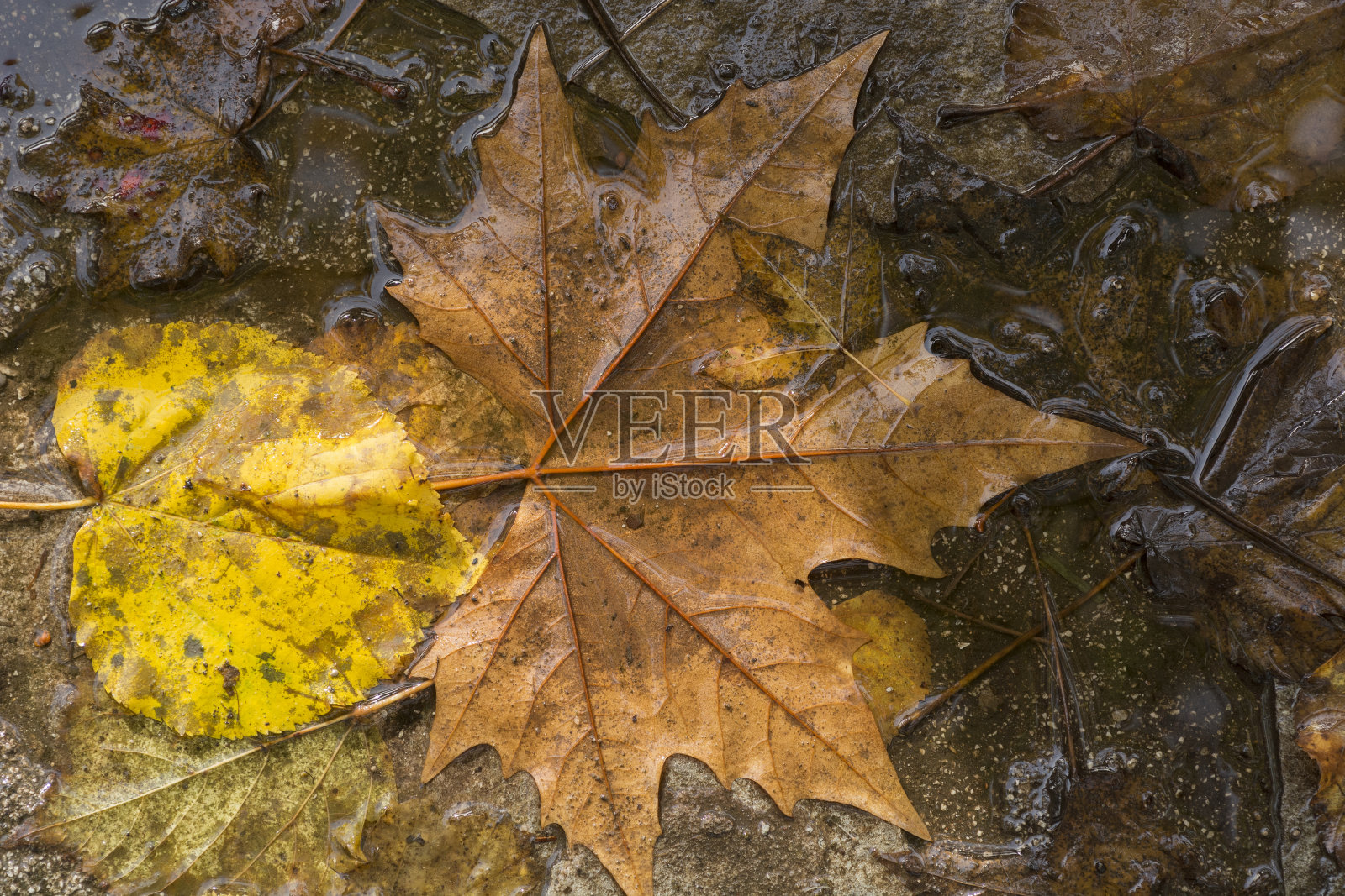 落叶在地上结了一层水照片摄影图片