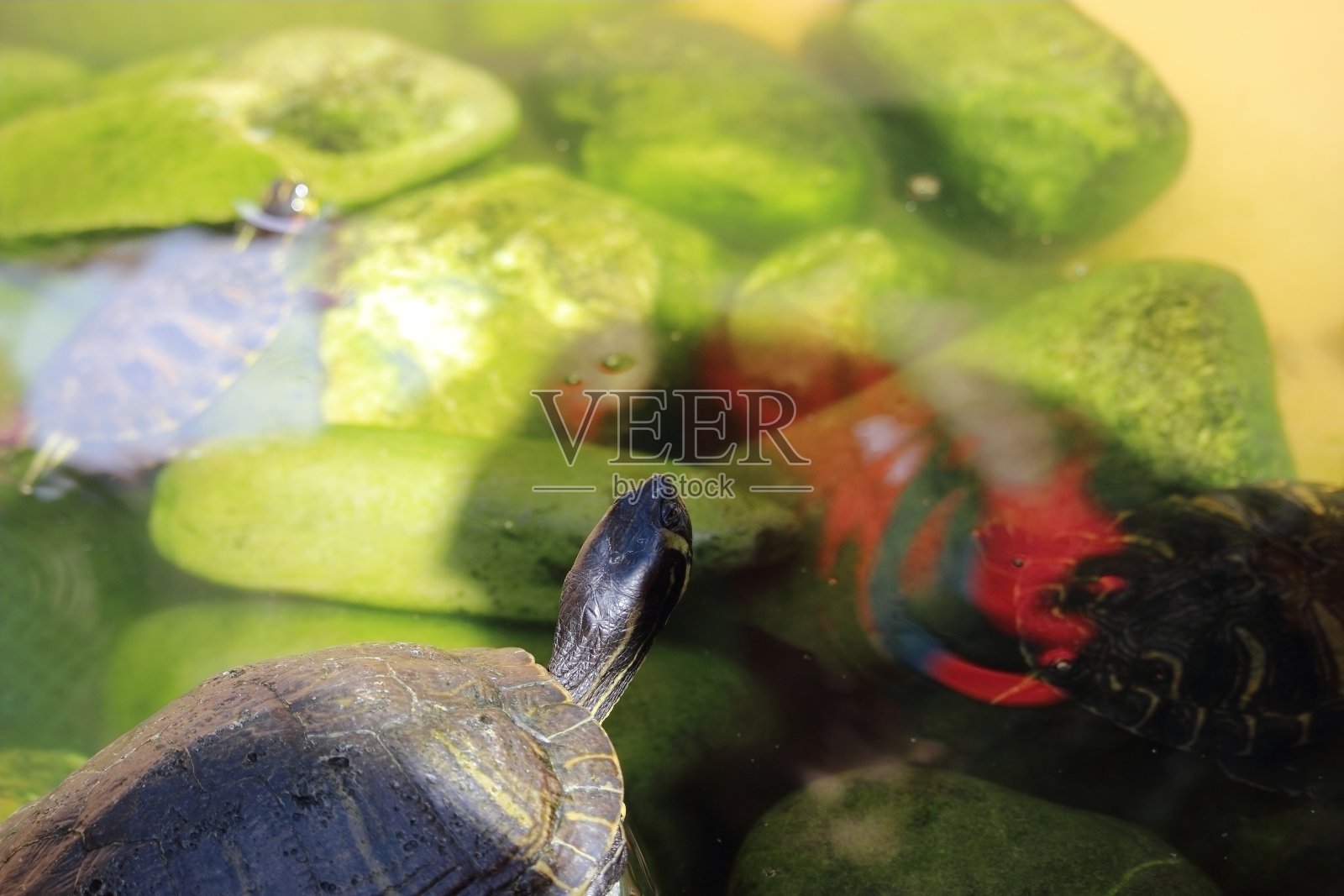 池塘里的乌龟照片摄影图片