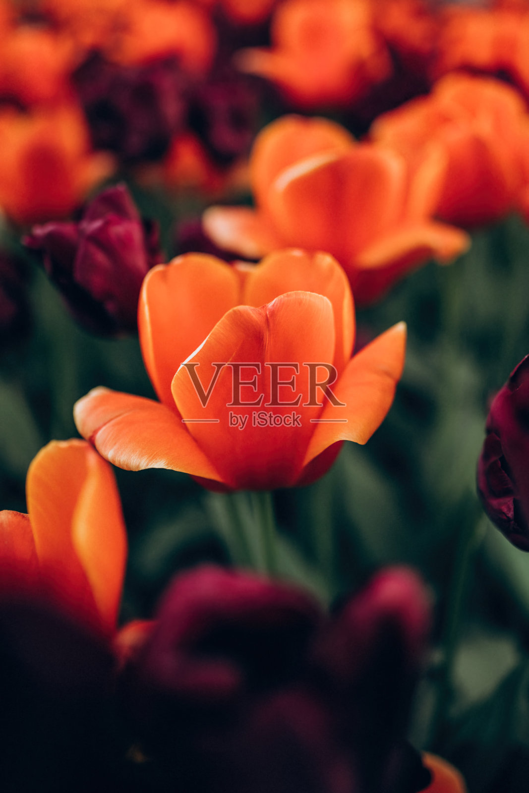 特写,聚焦在一个模糊的领域红色郁金香。照片摄影图片