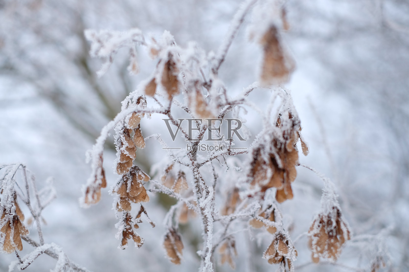 干枯的花和草在白色的雪,抽象的自然冬季背景照片摄影图片
