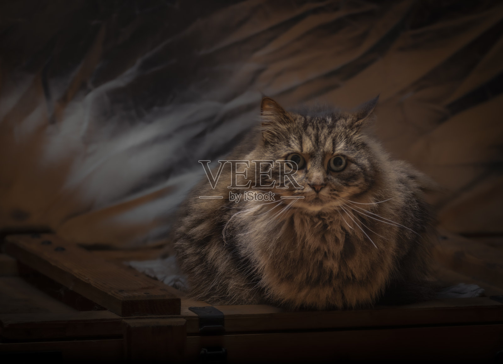 虎斑猫,长毛尾巴,银色背景照片摄影图片