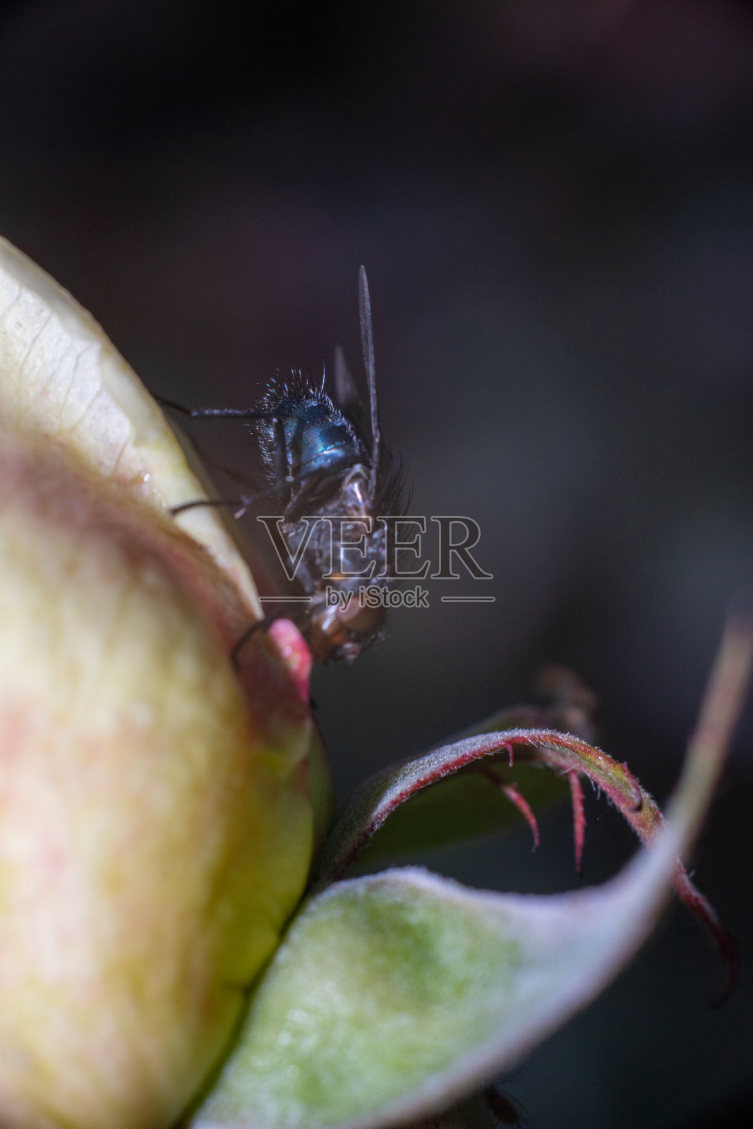 黑色的飞照片摄影图片
