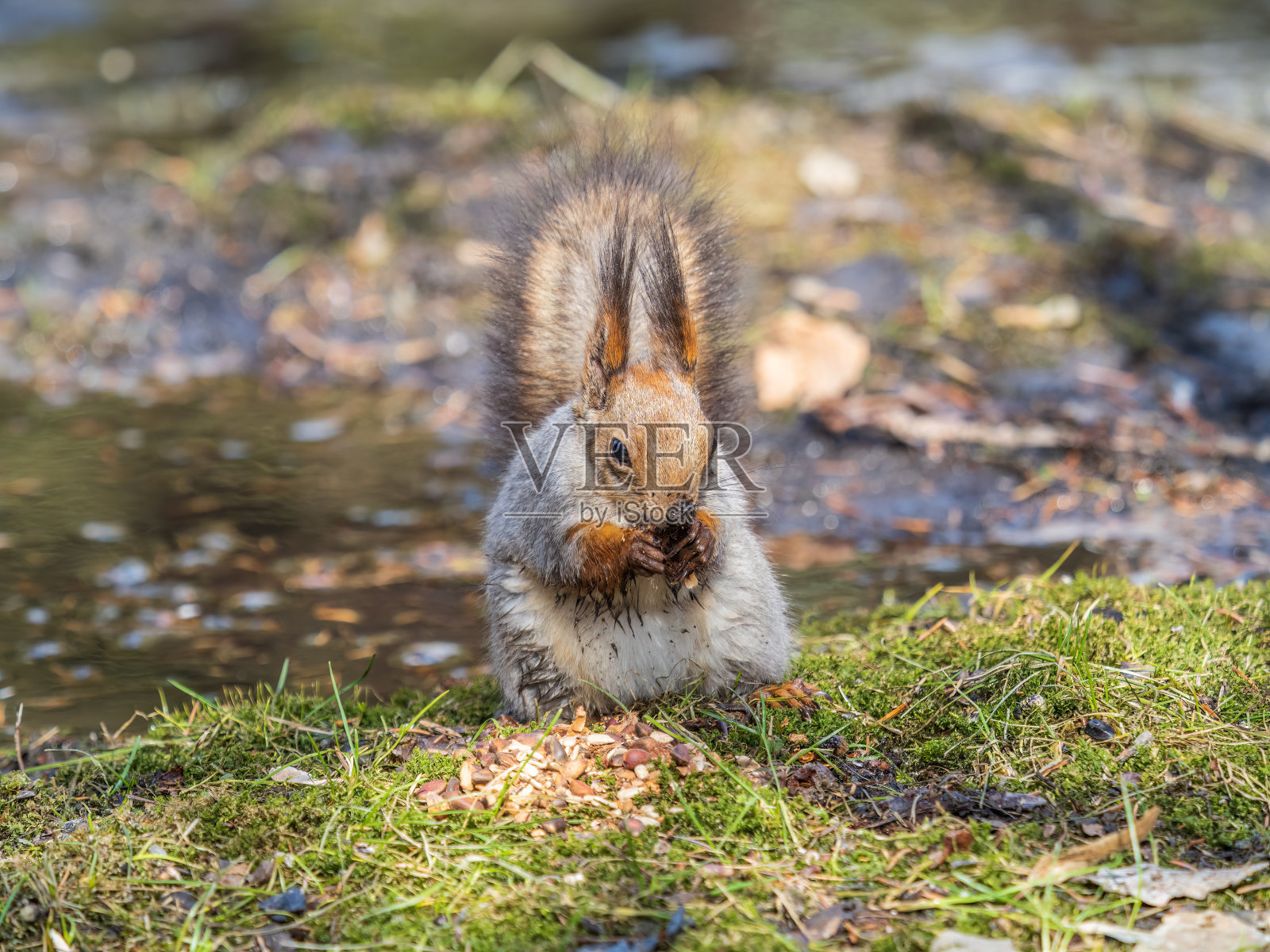 松鼠在秋天或春天带着坚果在绿草地上和落下的黄叶照片摄影图片