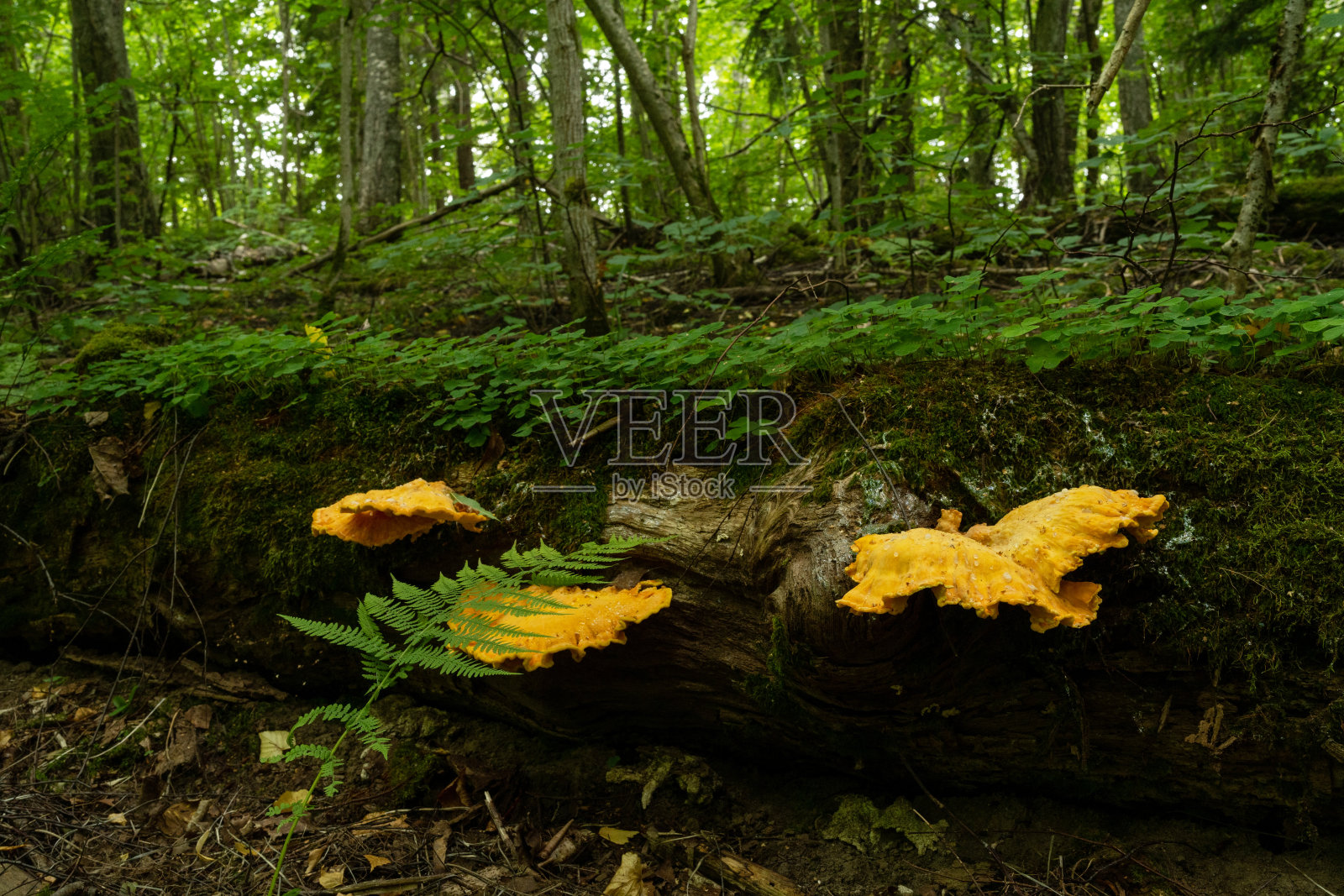 一种生长在拉脱维亚古老森林枯木上的黄色可食用蘑菇照片摄影图片